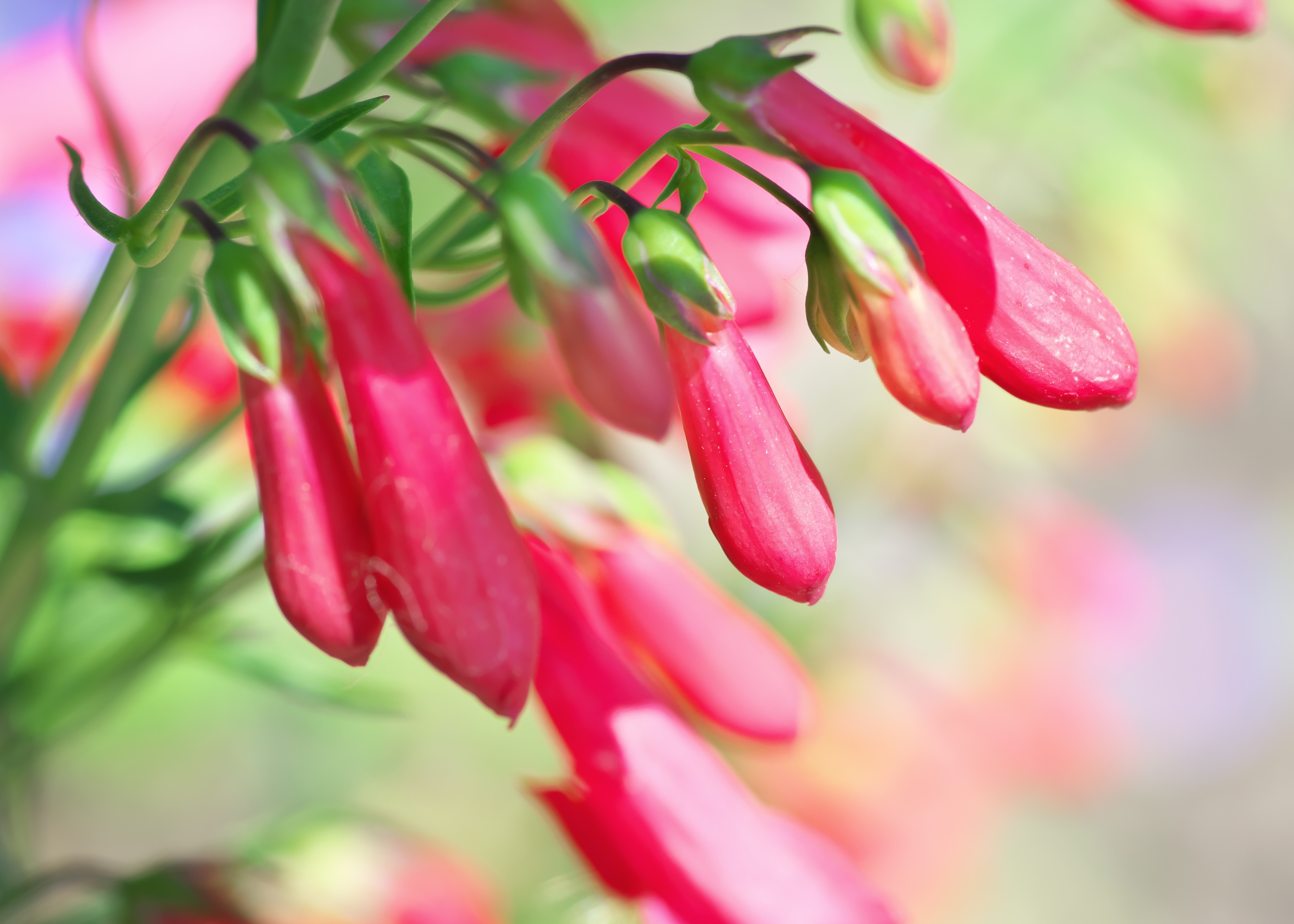 Close-up of pink tubular flowers hanging from green stems with a blurred colorful background.