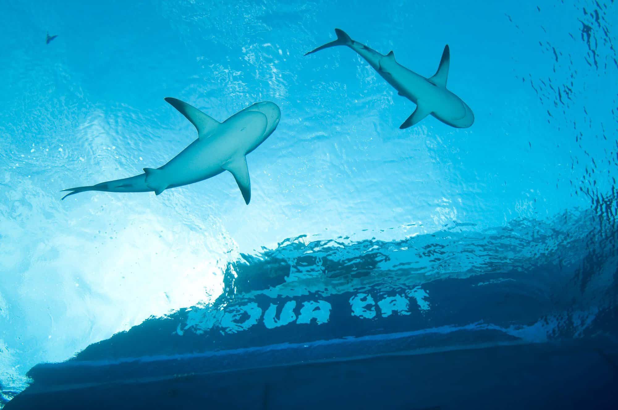 Two reef sharks swimming beneath the Aqua Cat liveaboard, Bahamas