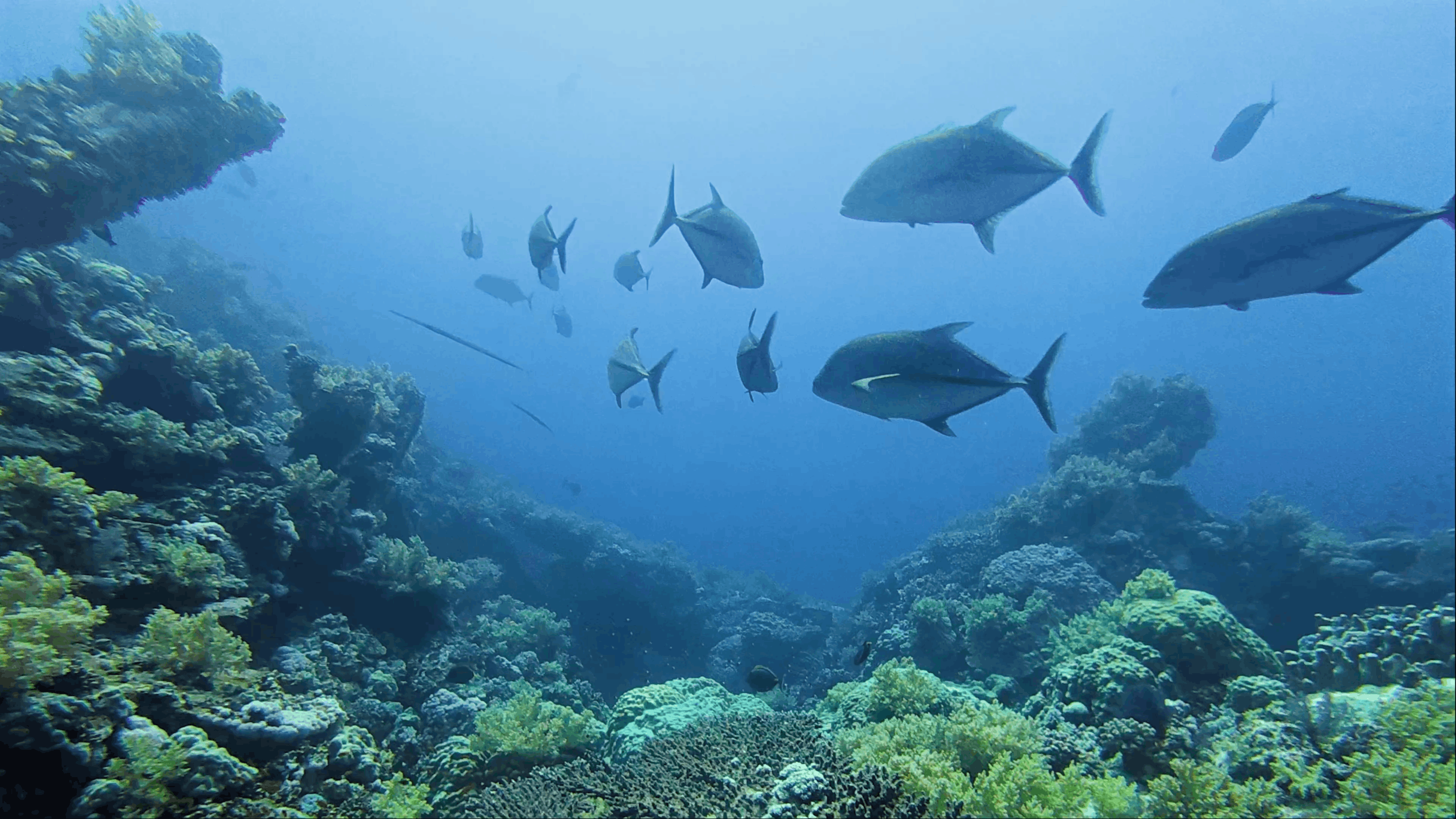 School of trevally over the reef wall near Big Brother Island, Red Sea, Egypt