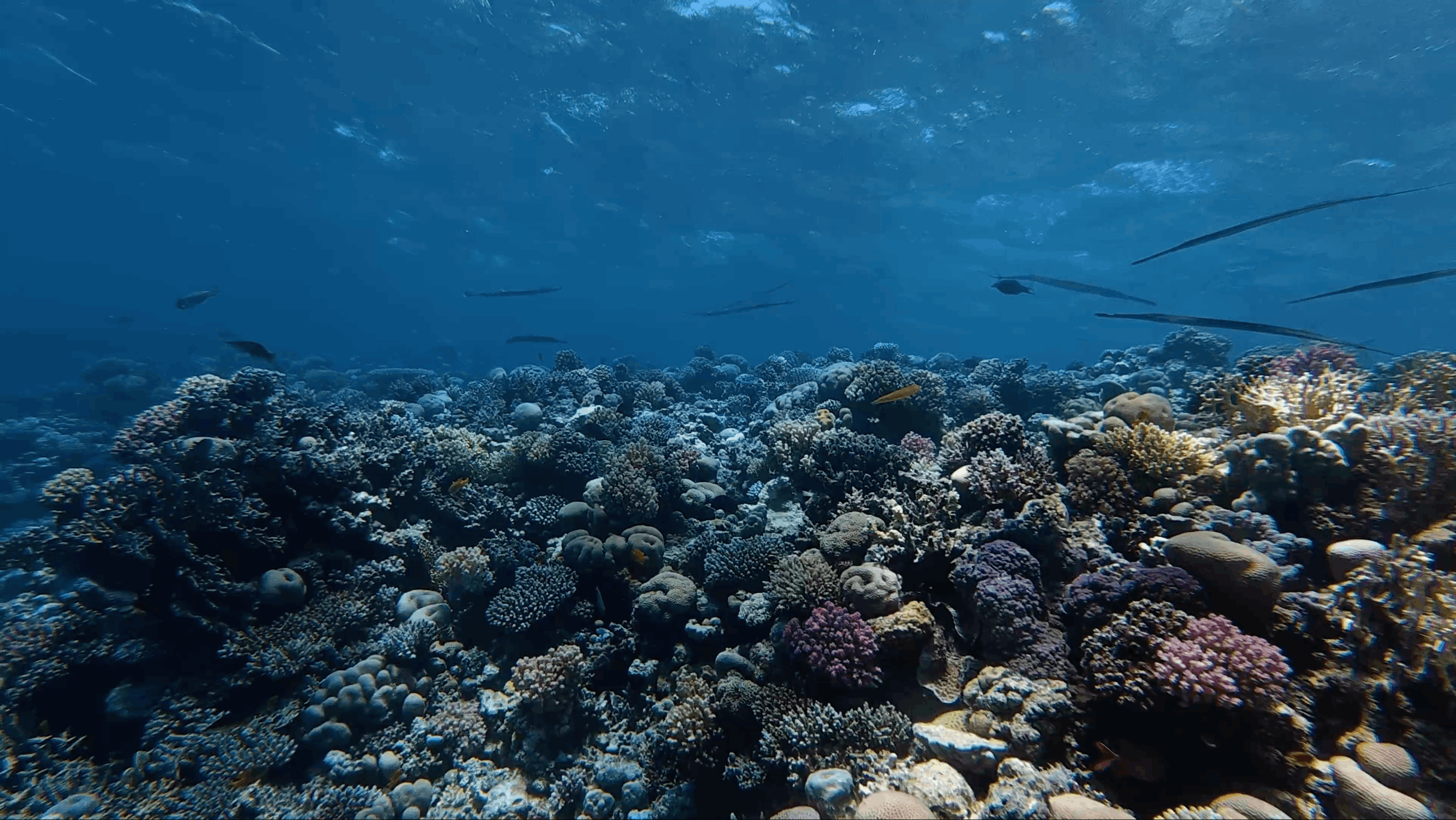 Coral reef and schooling barracuda near Siyul Island, Red Sea, Egypt