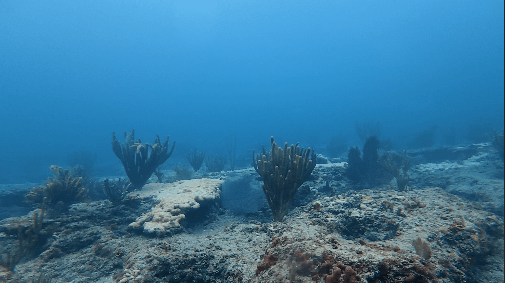 Sea rod corals and sponges on the reef at Lauderdale-by-the-Sea, Florida
