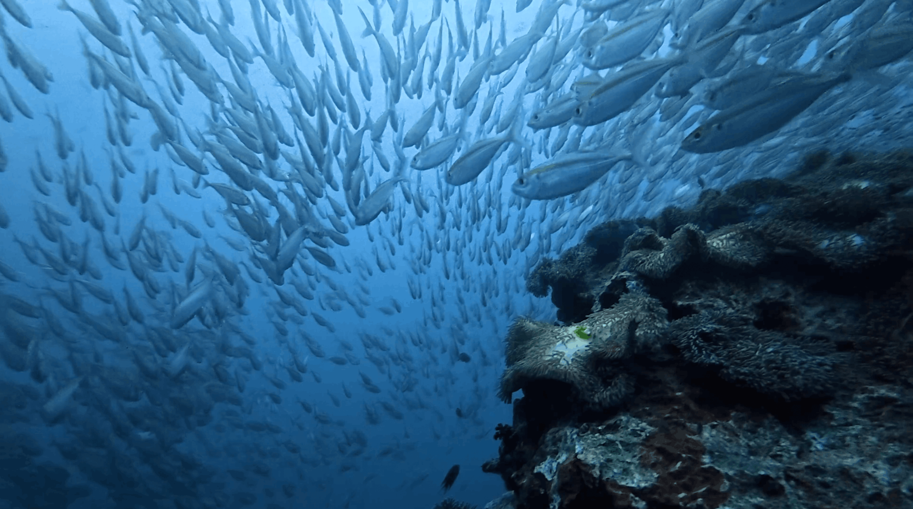 School of fusiliers beside the anemone covered slope of Chumphon Pinnacle, Koh Tao