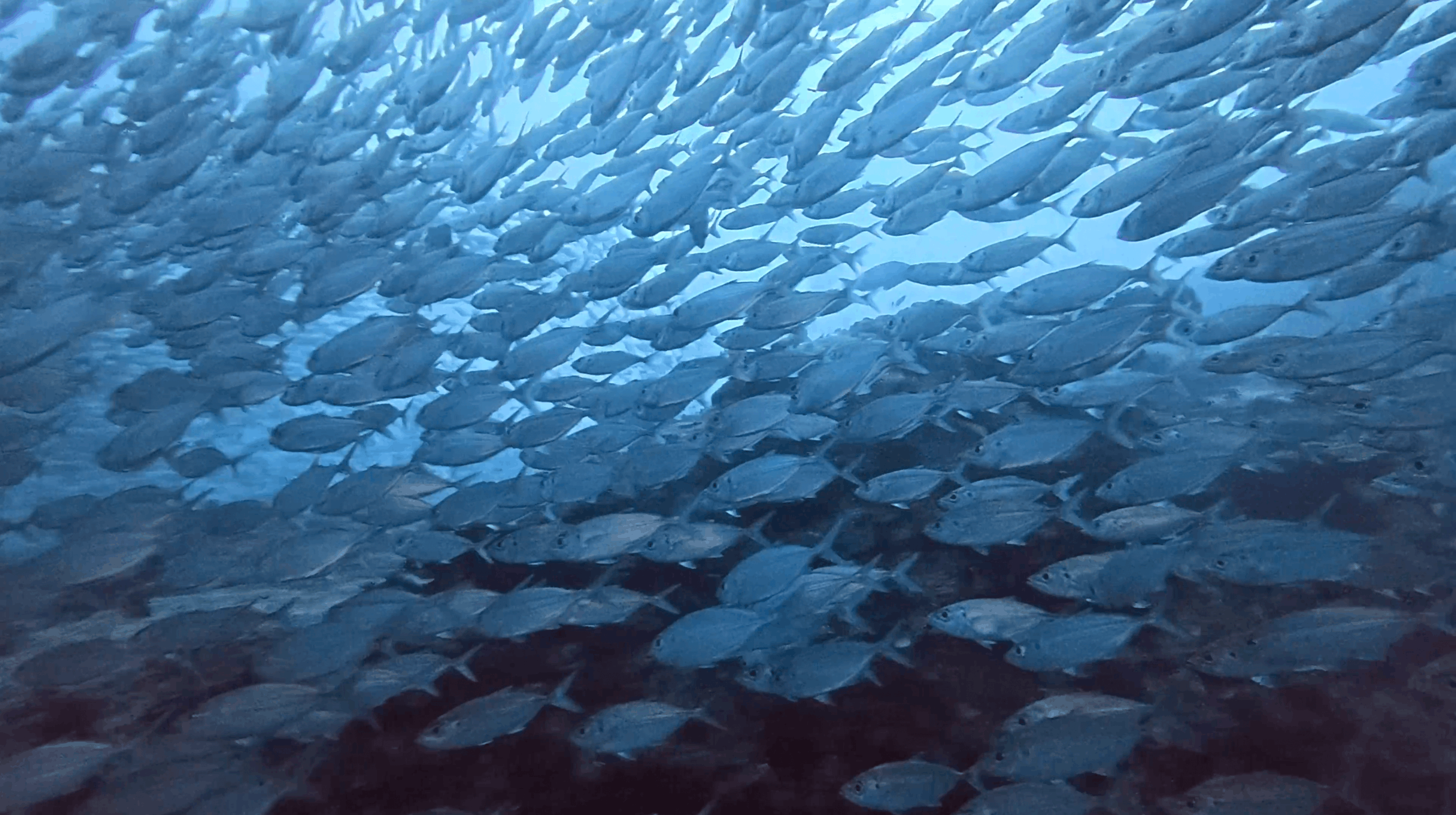 Dense school of fusiliers above Chumphon Pinnacle, Koh Tao