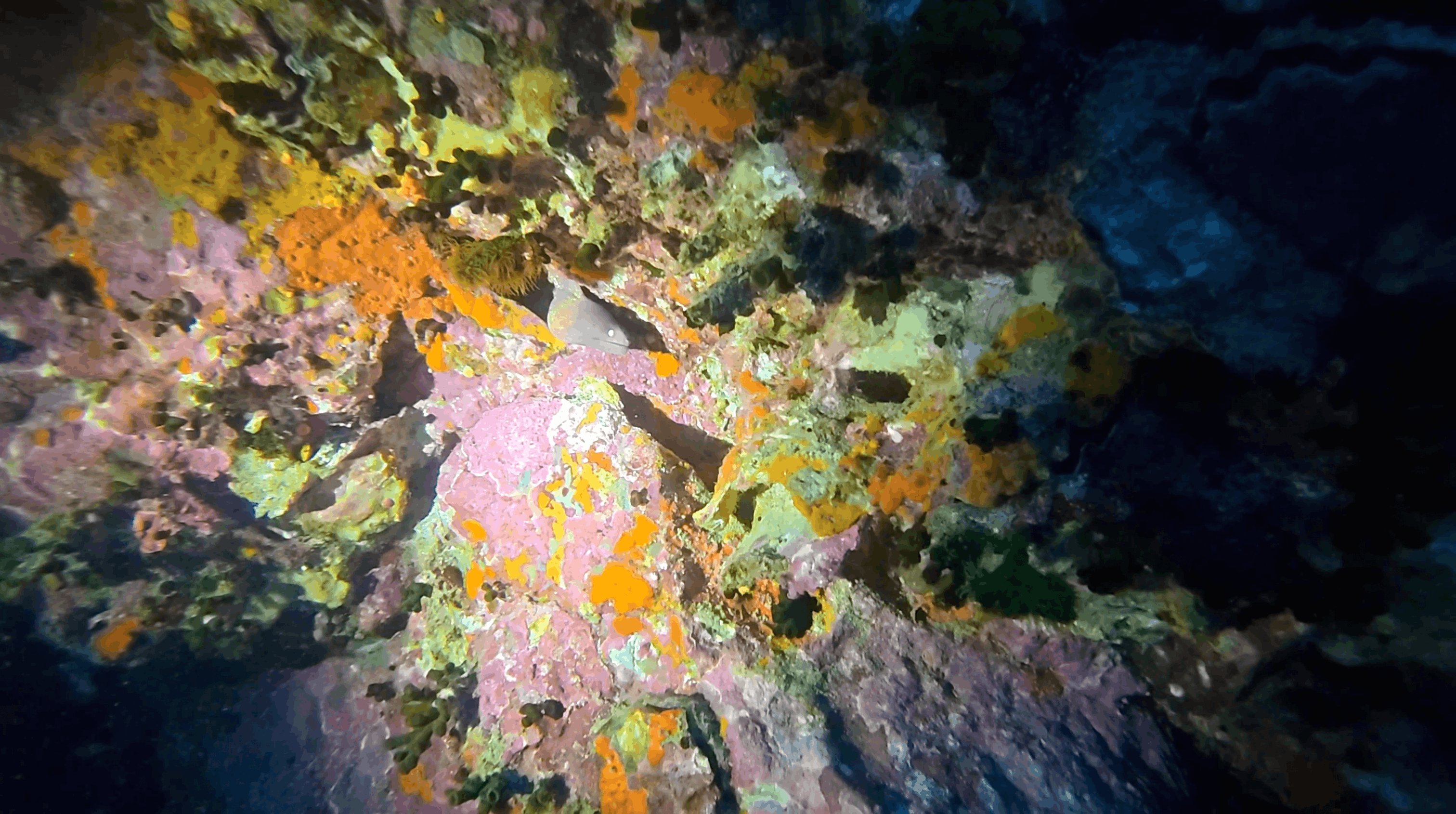 Orange and yellow sponge growth encrusting the rock at Chumphon Pinnacle, Koh Tao