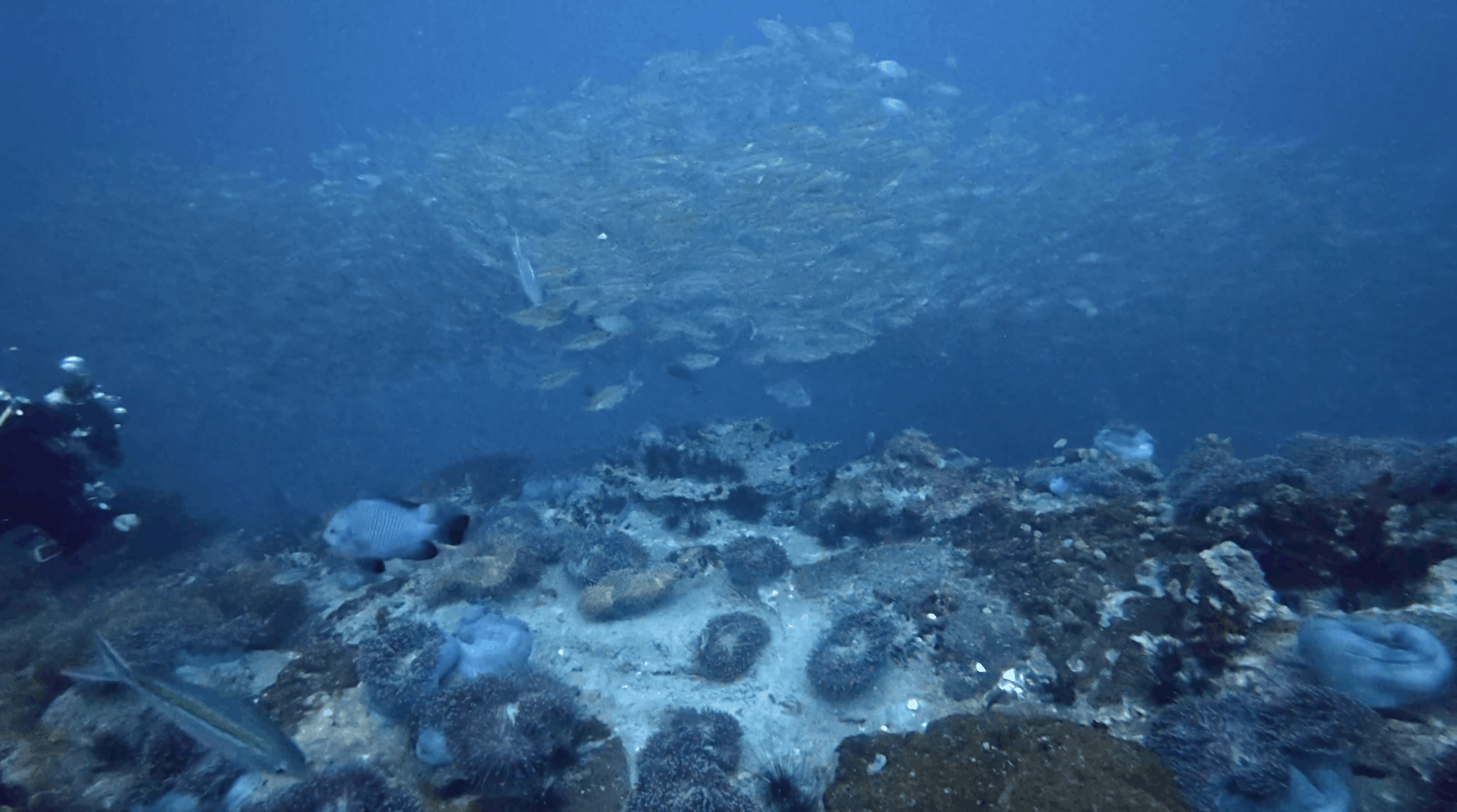 Wide view of Chumphon Pinnacle with schooling fish above the anemone covered rock