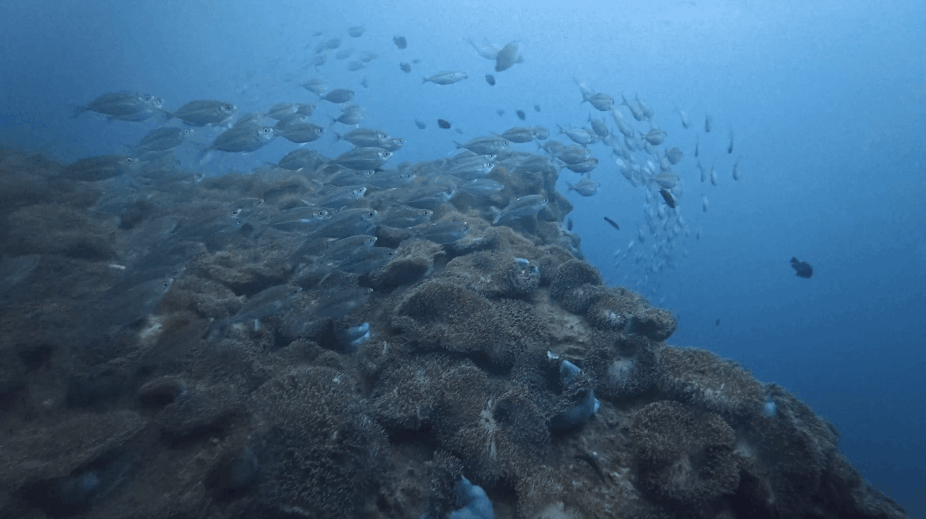 Fusiliers above the anemone garden at Chumphon Pinnacle, Koh Tao
