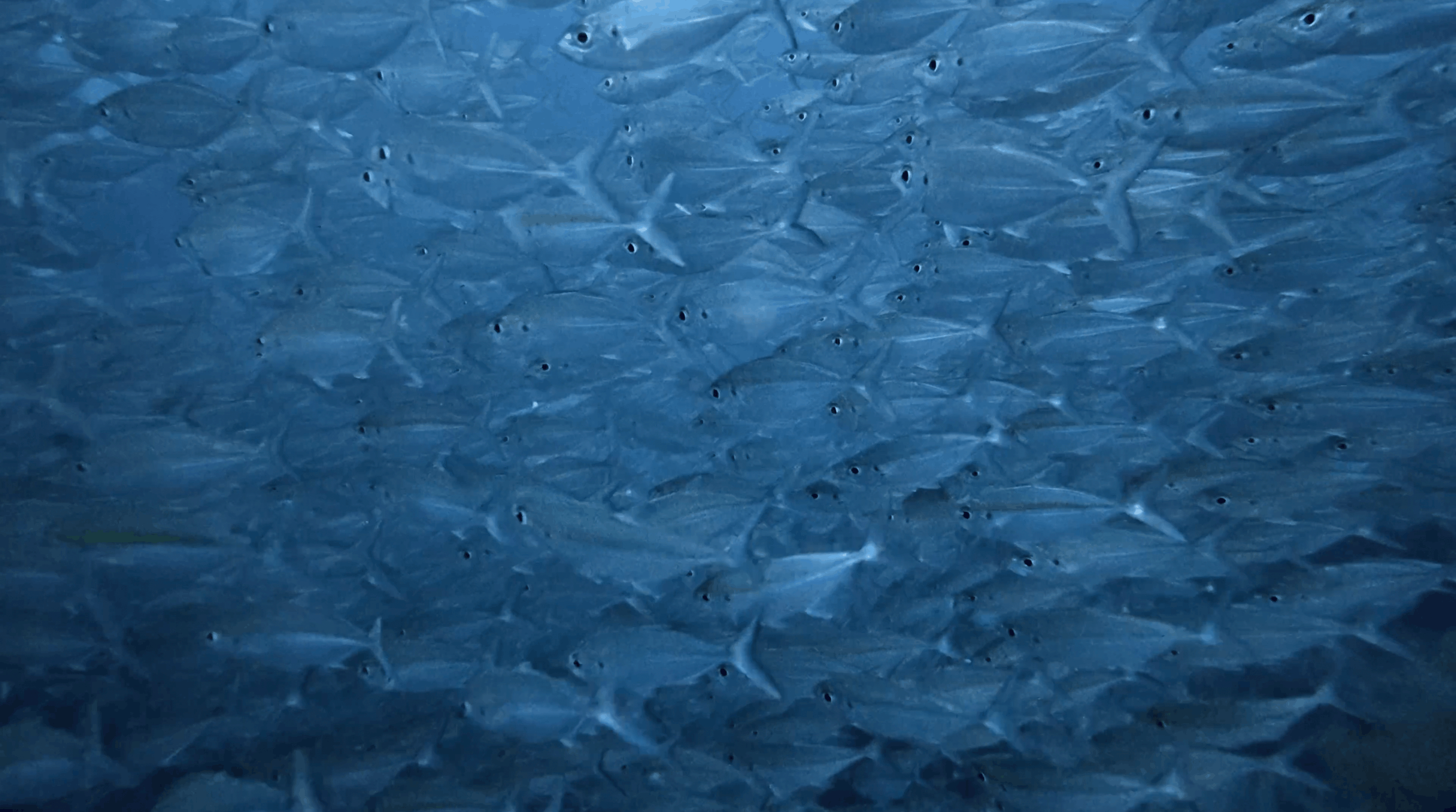 Dense school of fusiliers filling the water column at Chumphon Pinnacle, Koh Tao