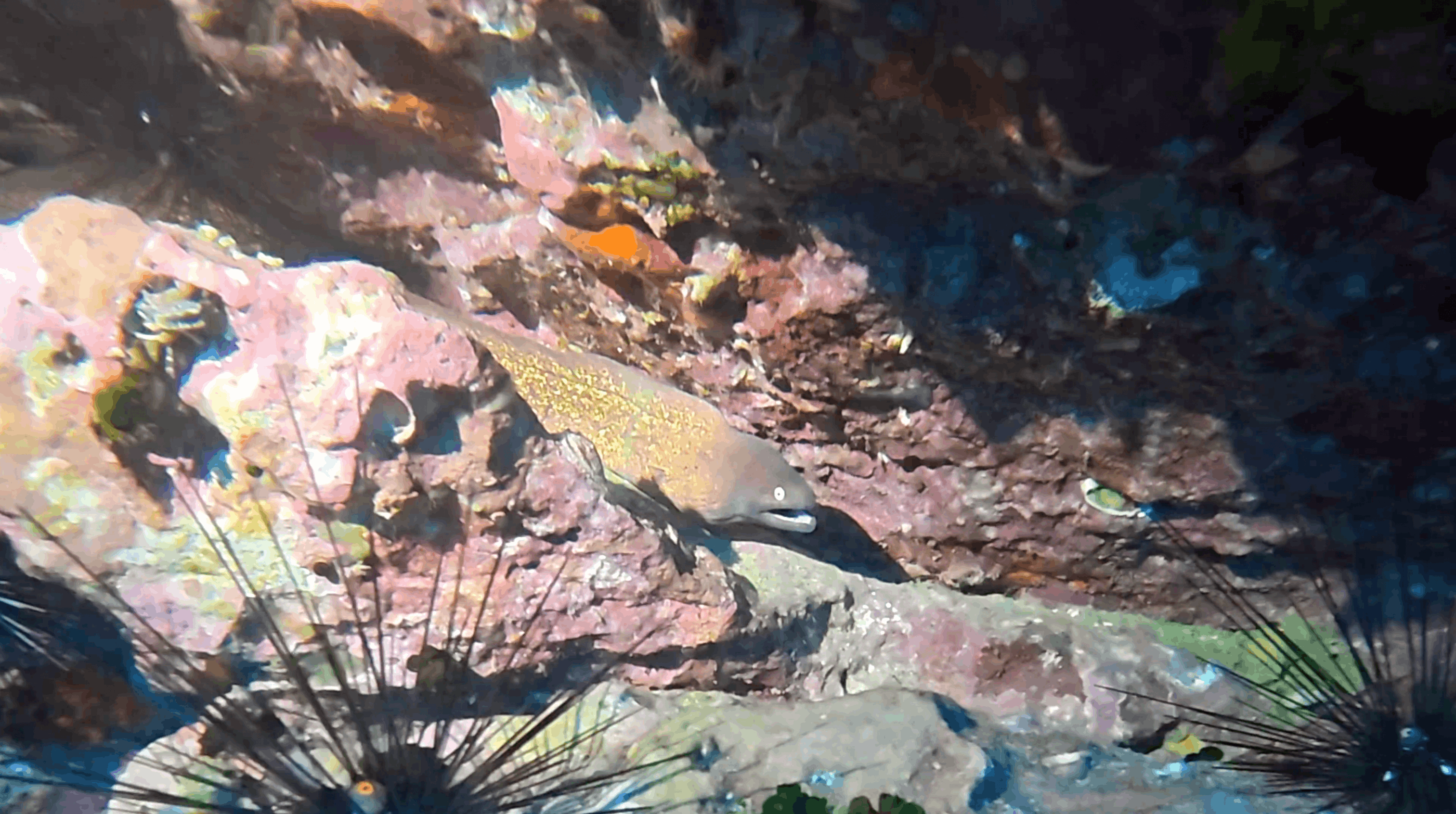 Moray eel out in the open over the reef at Chumphon Pinnacle, Koh Tao
