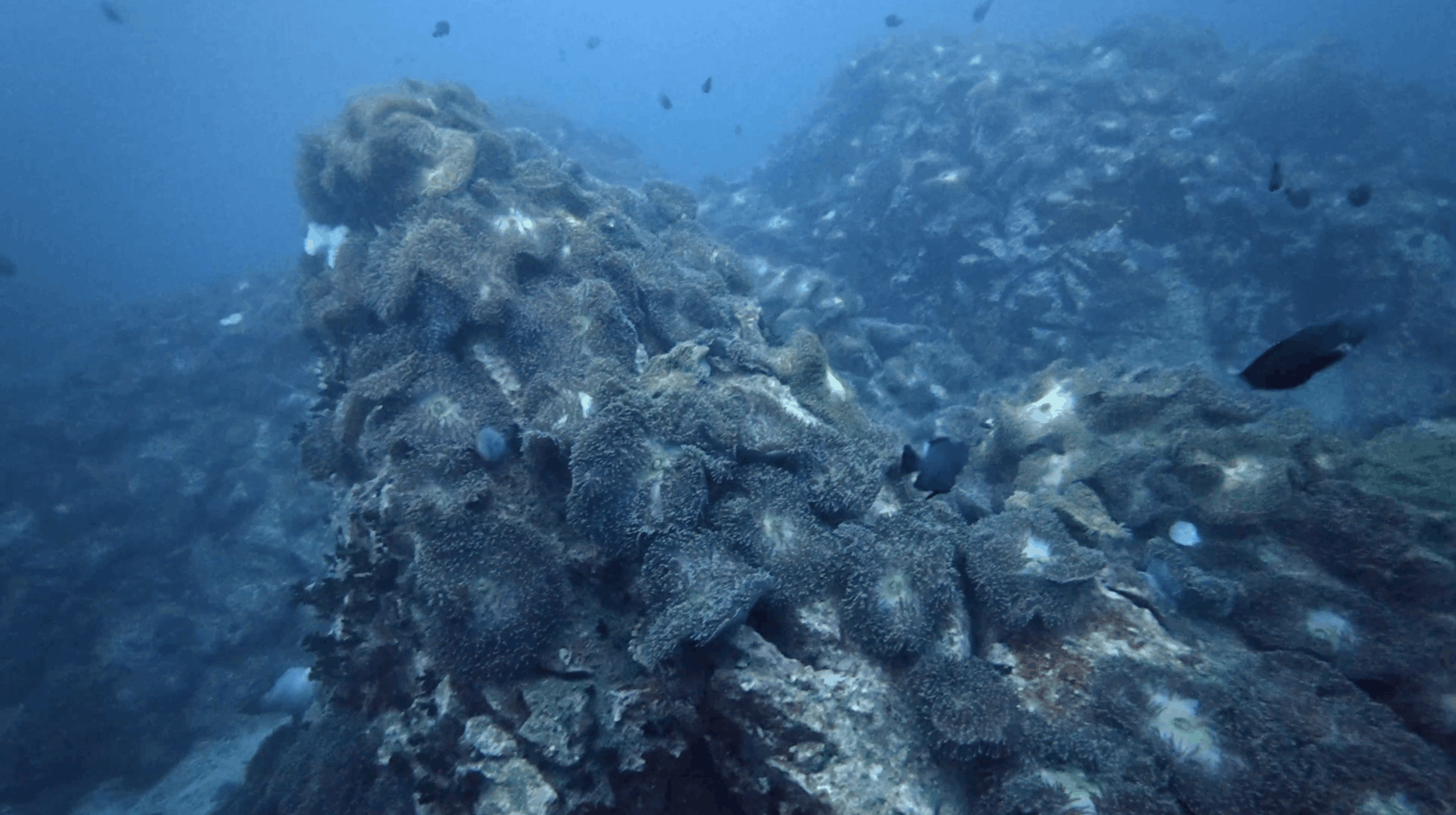 Anemone covered granite boulders at Chumphon Pinnacle, Koh Tao