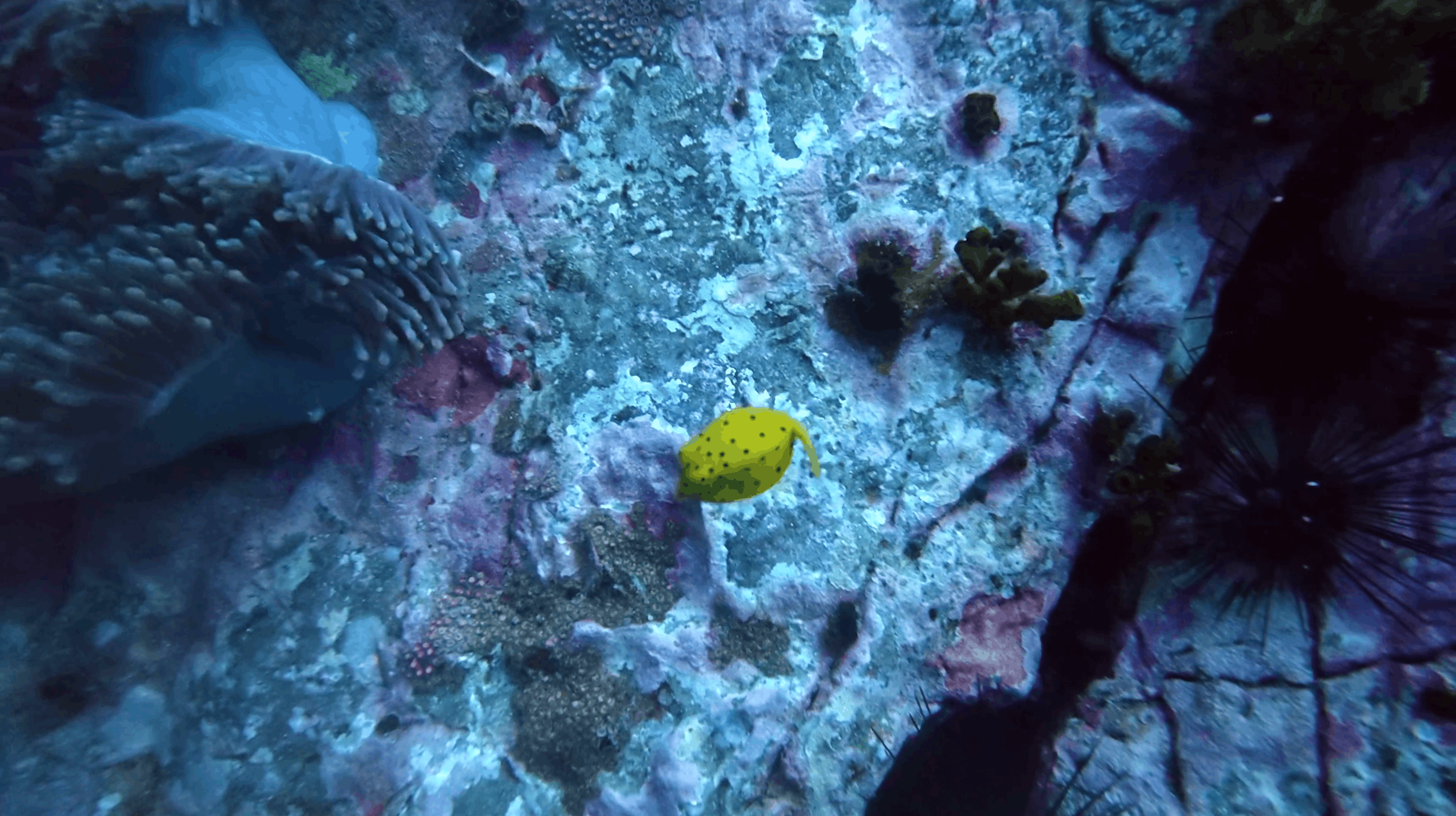 Juvenile yellow boxfish on the reef at Chumphon Pinnacle, Koh Tao