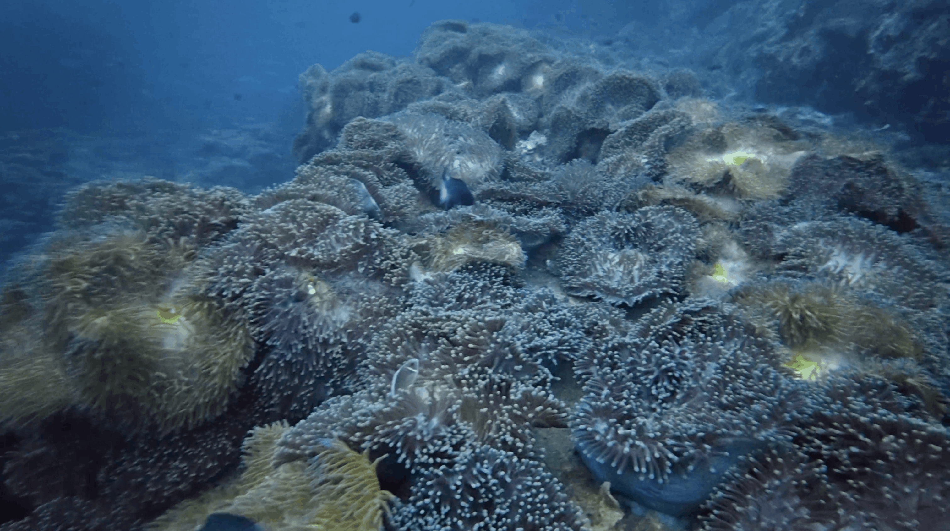 Carpet of sea anemones covering the top of Chumphon Pinnacle, Koh Tao
