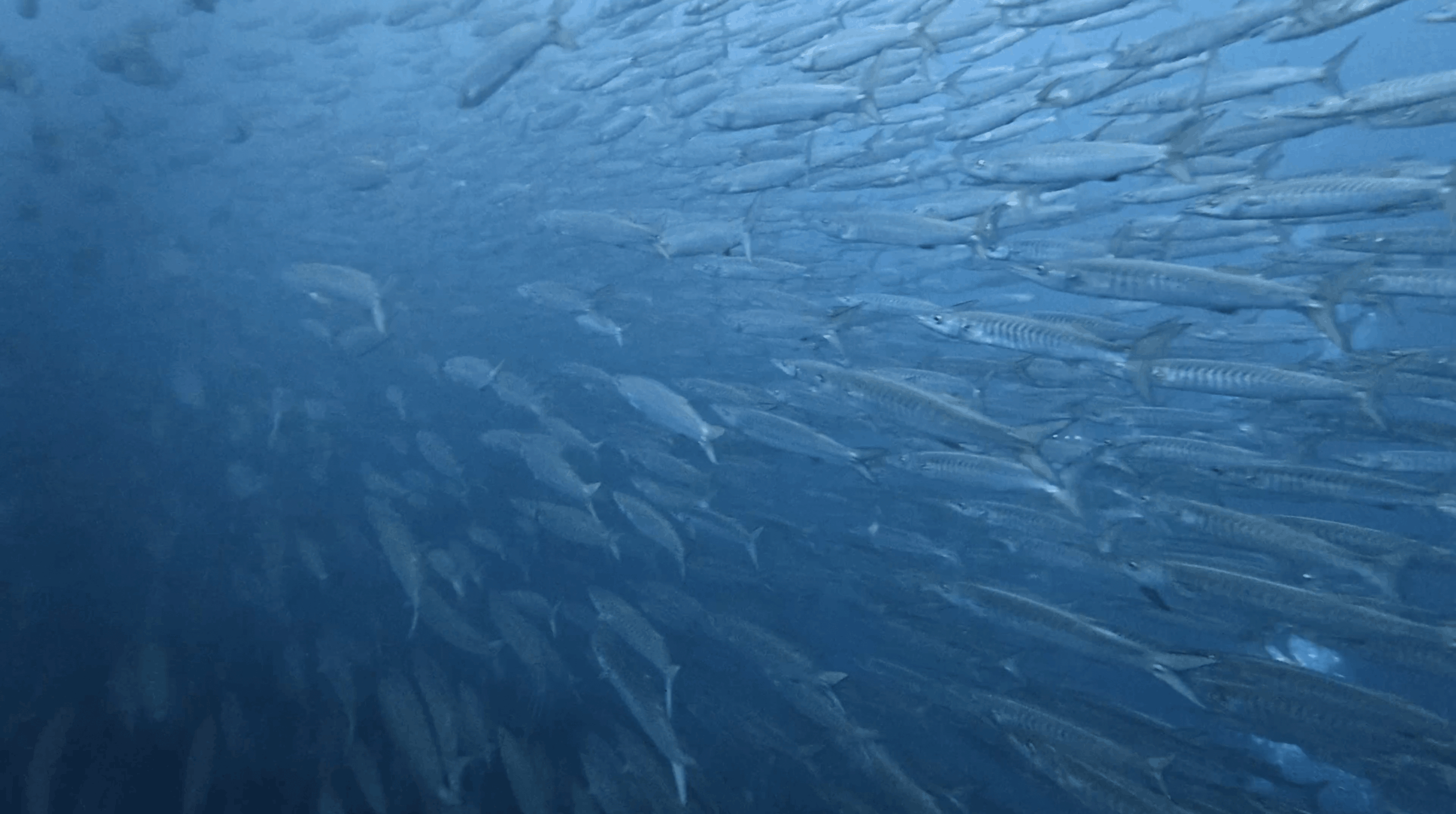 Large school of barracuda at Chumphon Pinnacle, Koh Tao