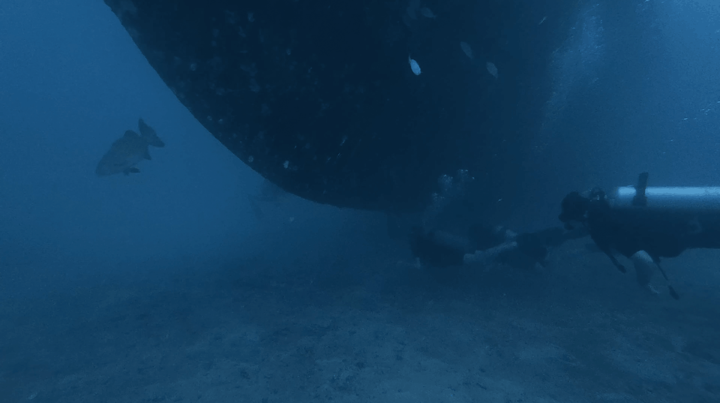 Divers alongside the hull of the HTMS Suphairin seen from the seabed, Koh Tao