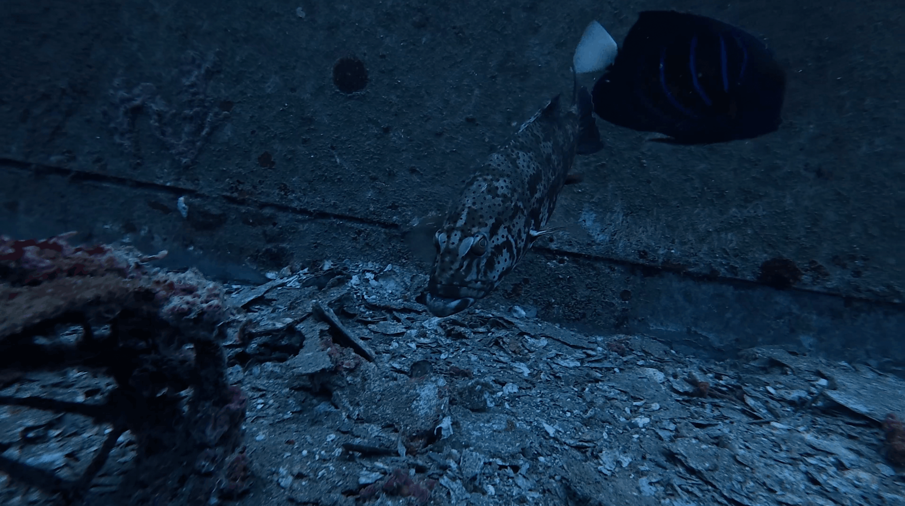 Grouper and a blue lined angelfish on the deck of the HTMS Suphairin, Koh Tao