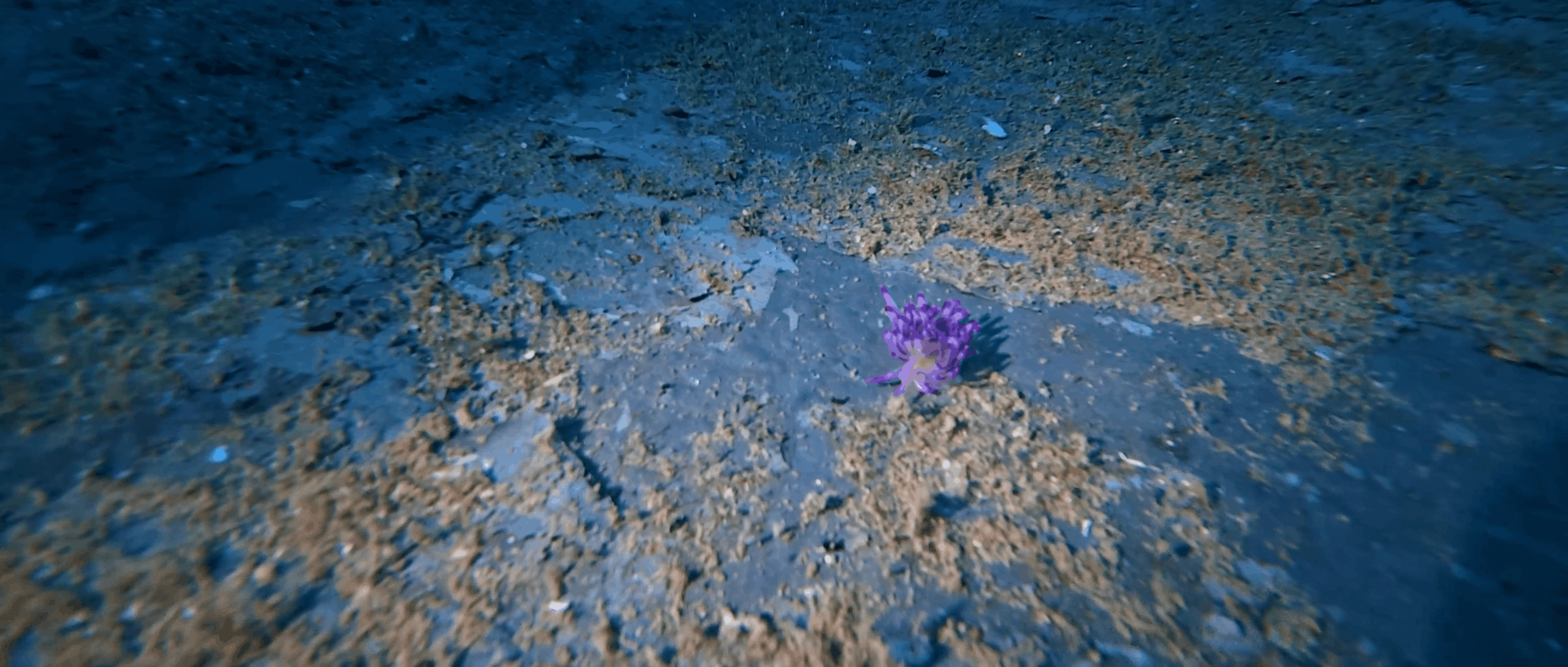 Early purple coral growth on the hull plating of the HTMS Suphairin, Koh Tao