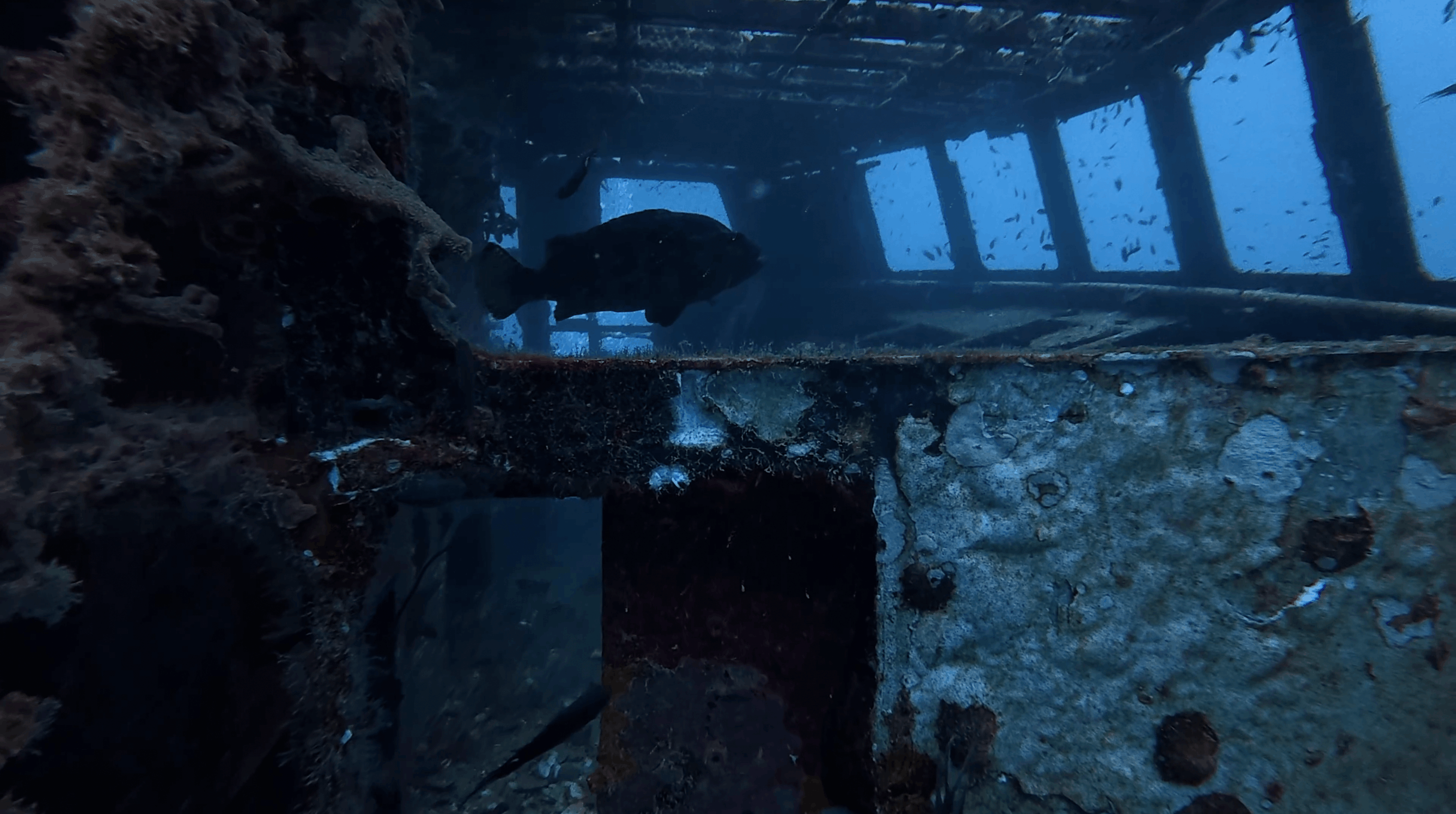 Grouper holding position inside the bridge of the HTMS Suphairin, Koh Tao