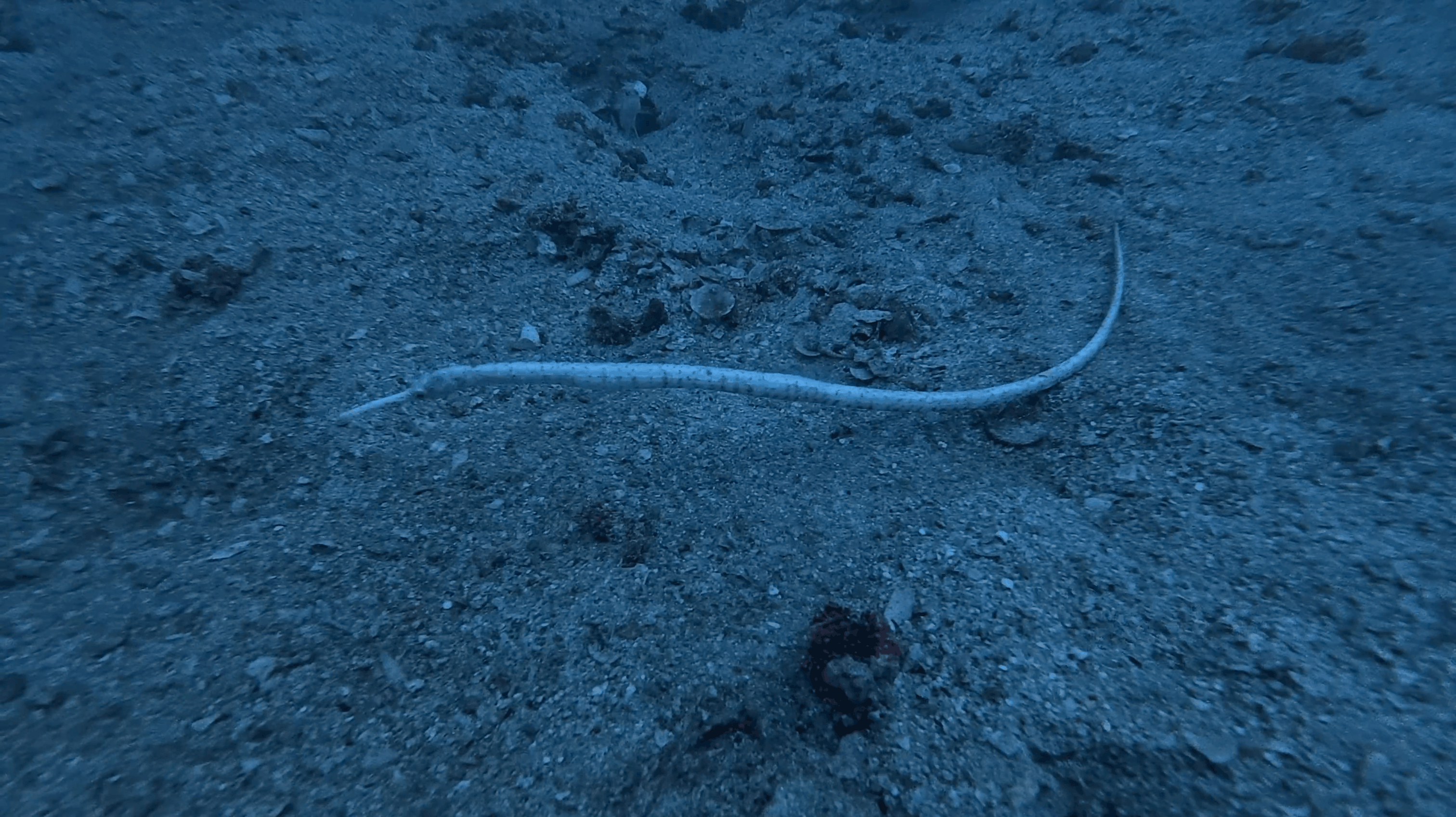 Long pale eel out on the sand beside the HTMS Suphairin wreck, Koh Tao