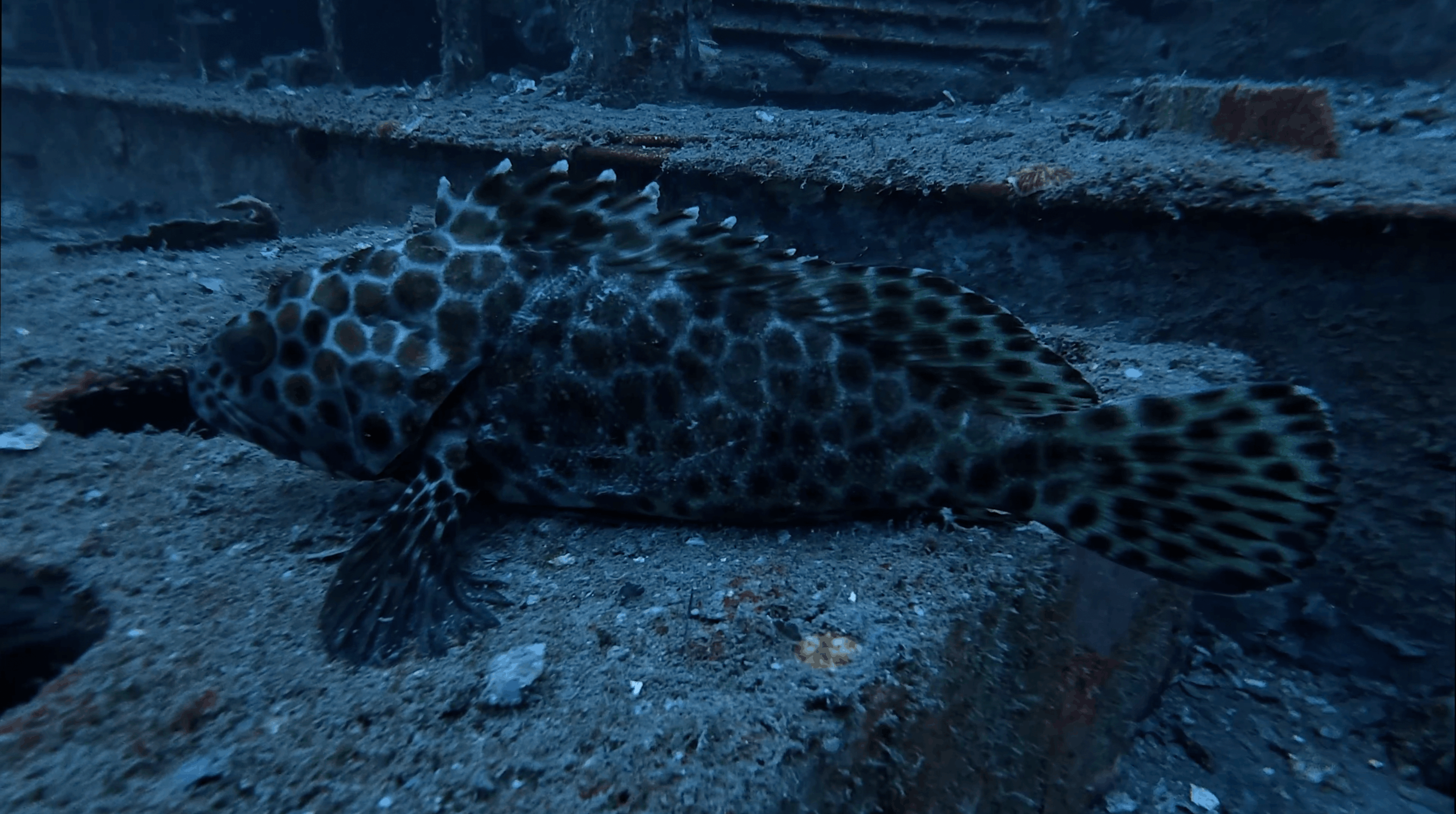 Honeycomb grouper resting on the deck of the HTMS Suphairin, Koh Tao