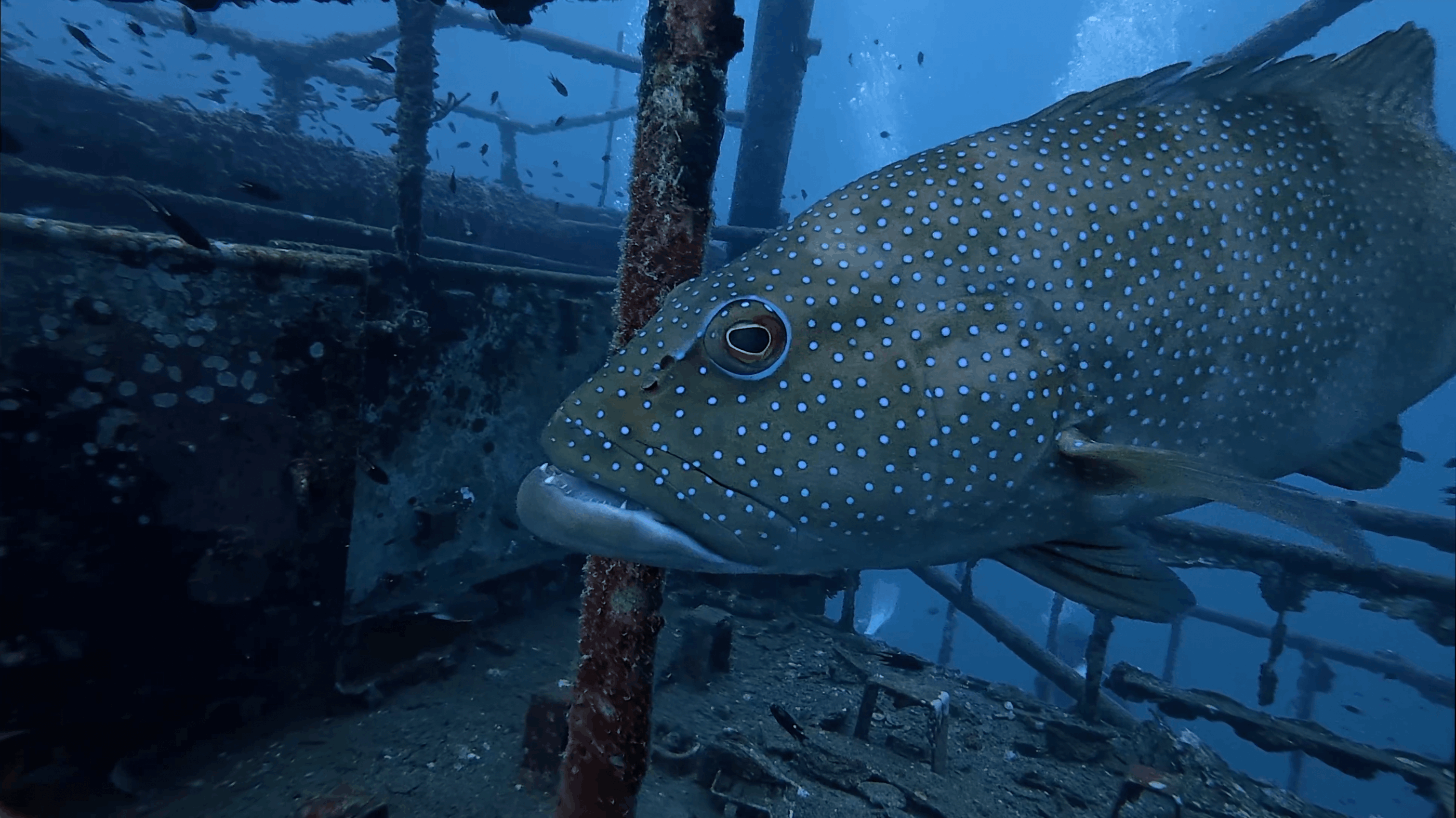 Large blue spotted grouper beside the frames of the HTMS Suphairin, Koh Tao