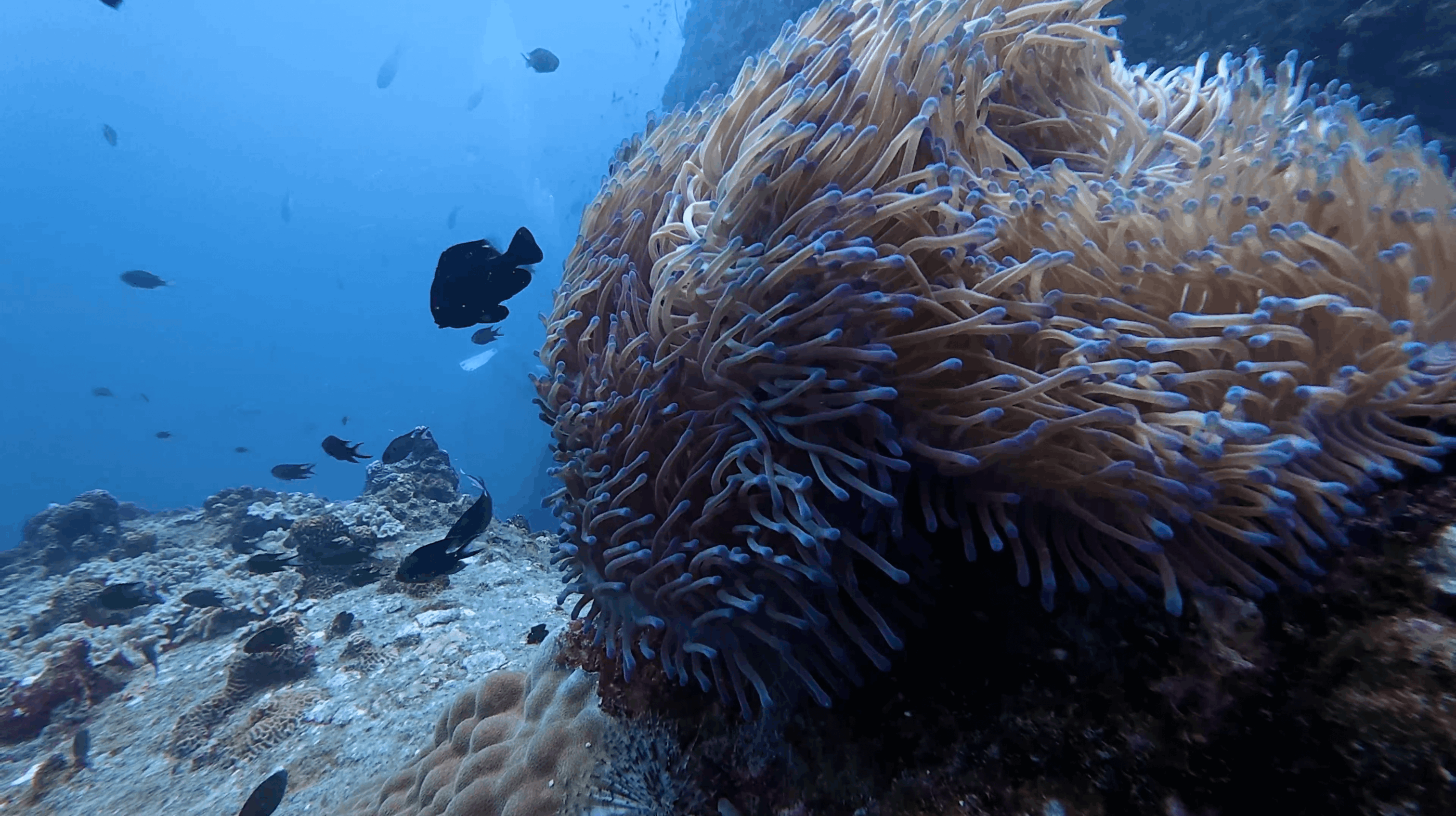 Large sea anemone with purple tipped tentacles on No Name Pinnacle, Koh Tao