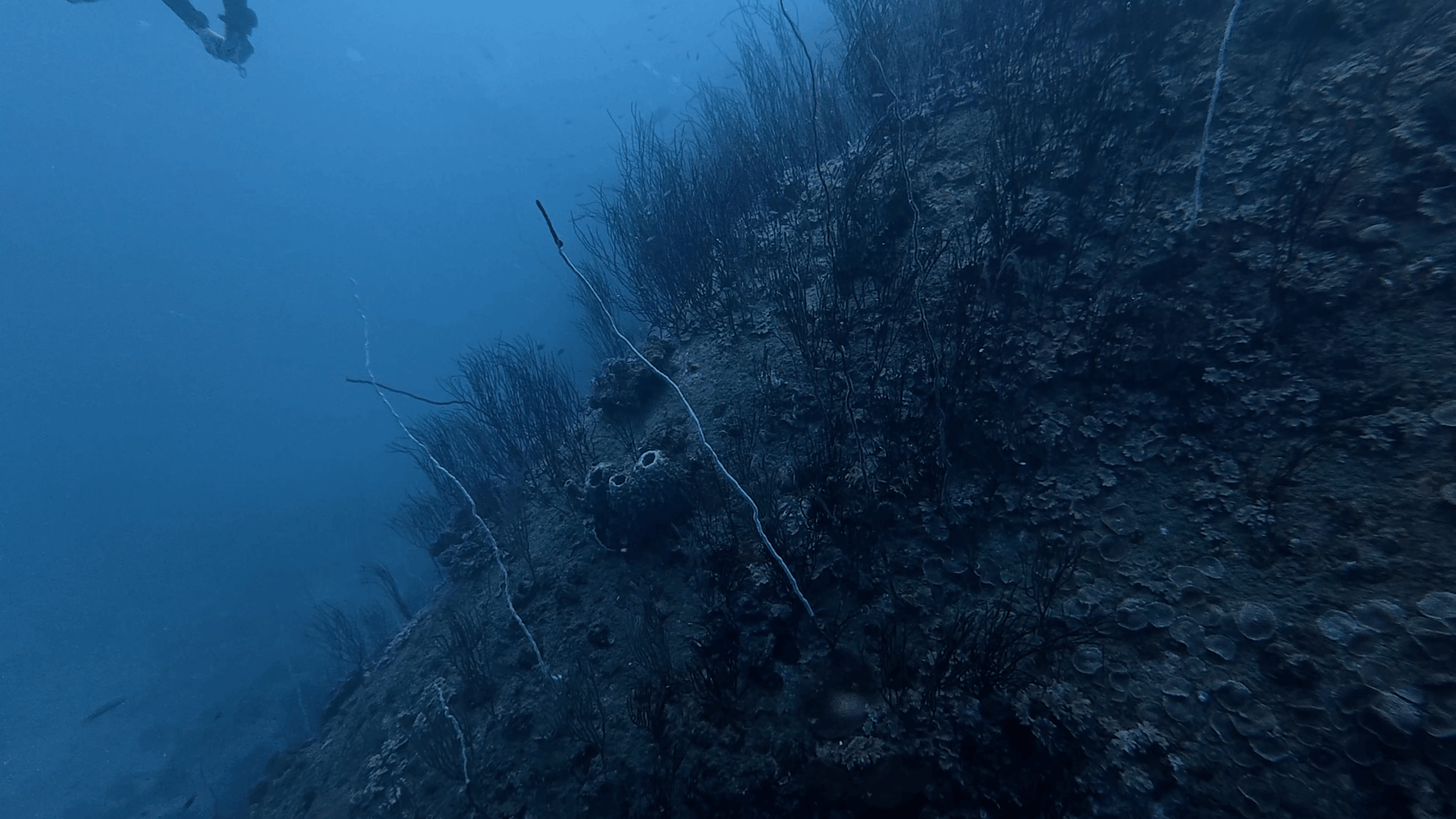 Whip corals and sponges covering the wall of No Name Pinnacle, Koh Tao