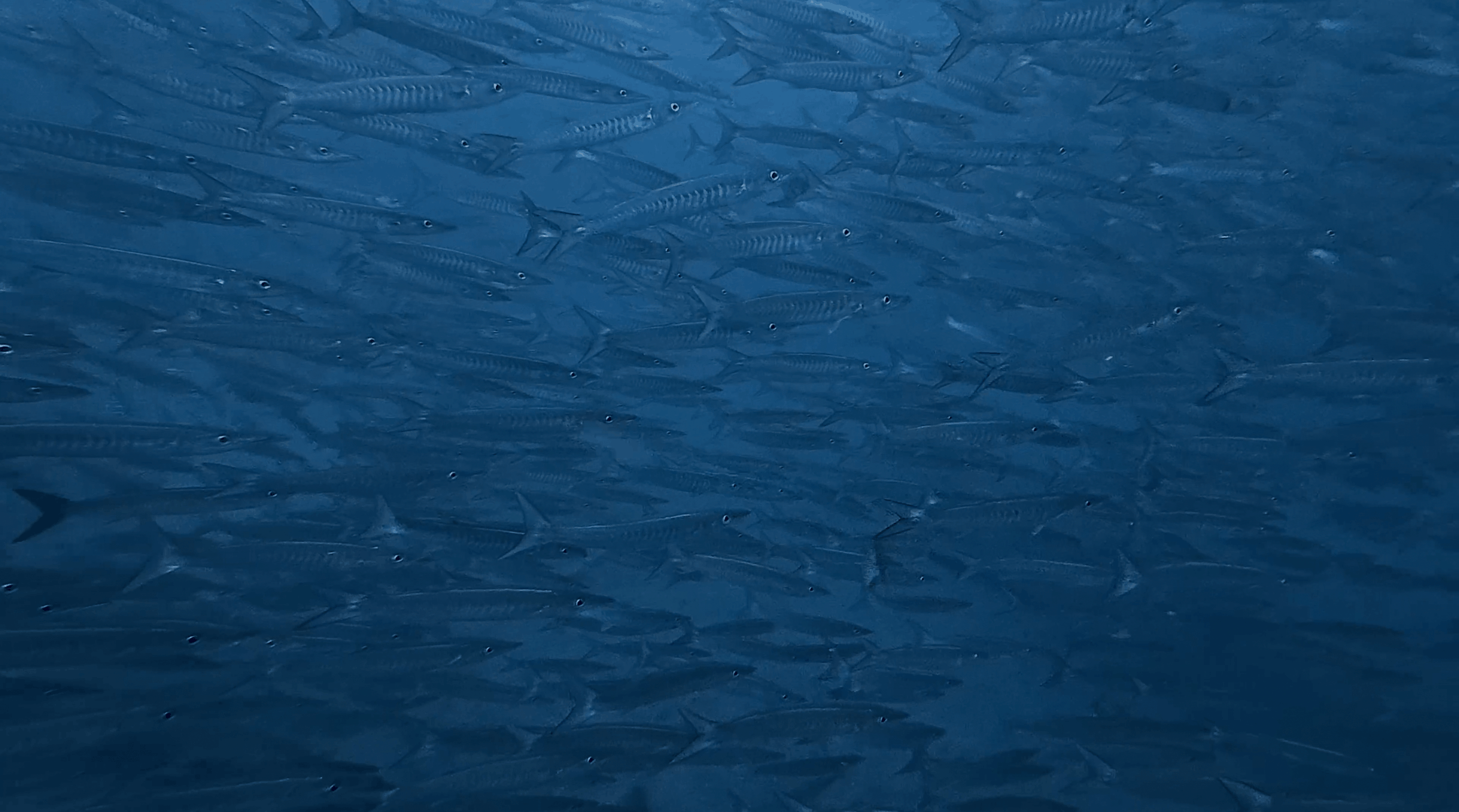 Barracuda filling the water column at No Name Pinnacle, Koh Tao