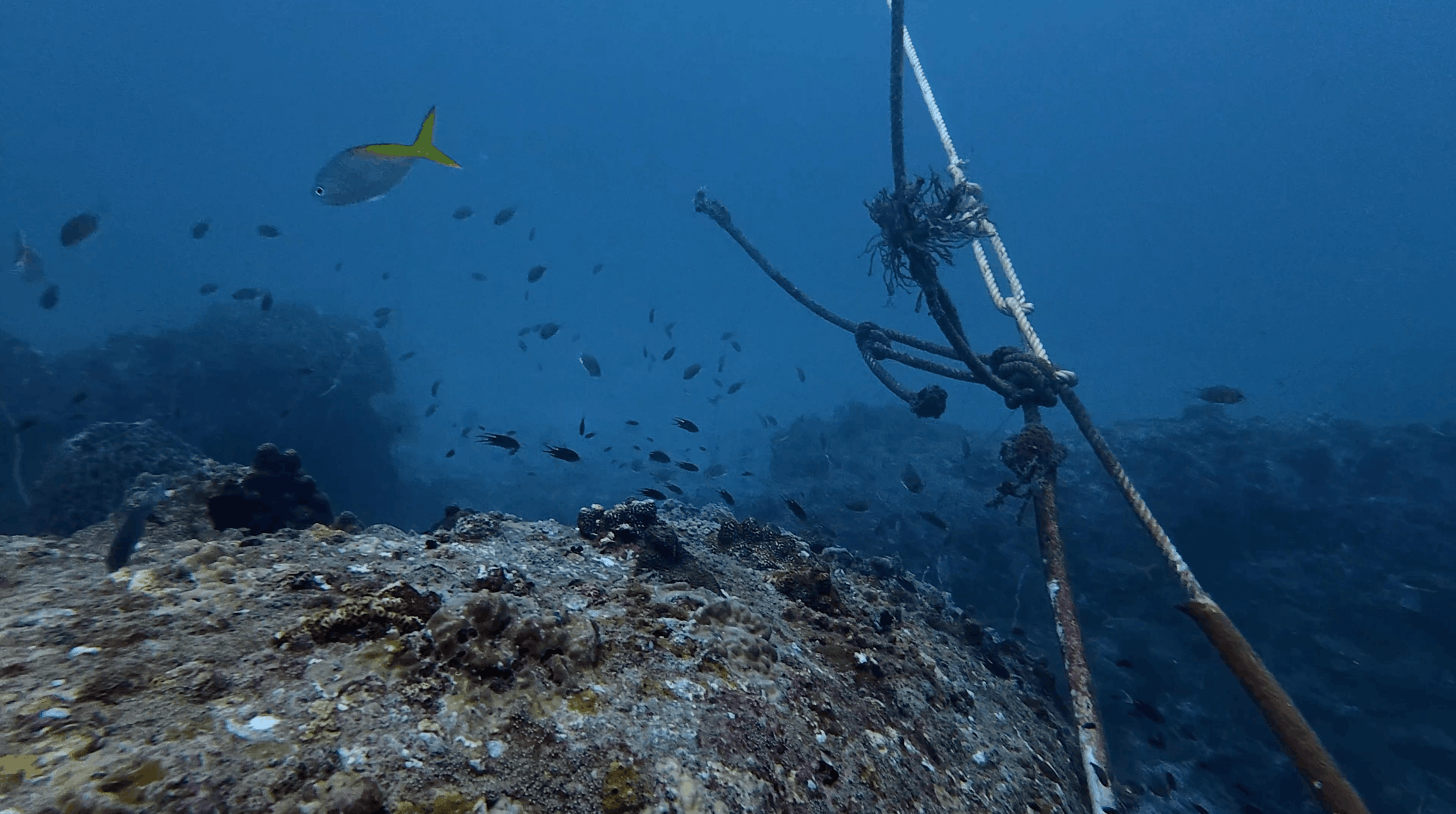 Mooring line tied into the top of No Name Pinnacle, Koh Tao
