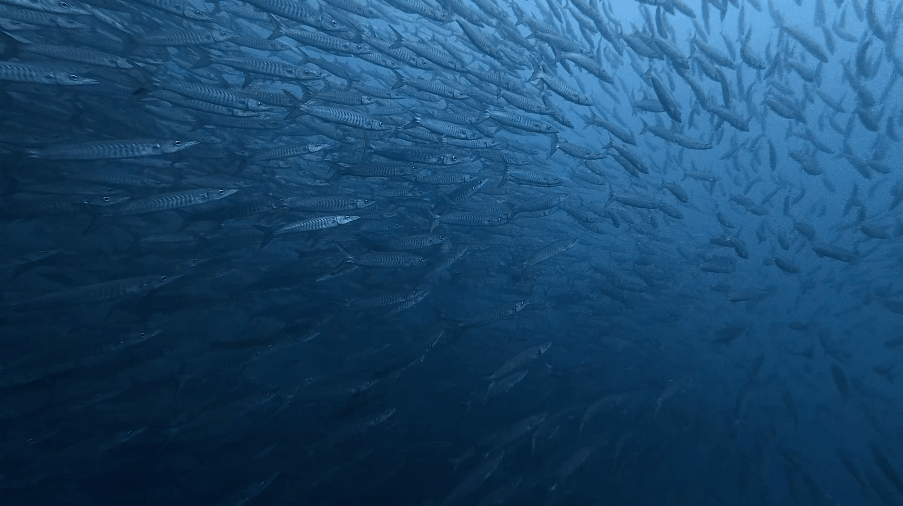 The barracuda school turning as a single mass at No Name Pinnacle, Koh Tao