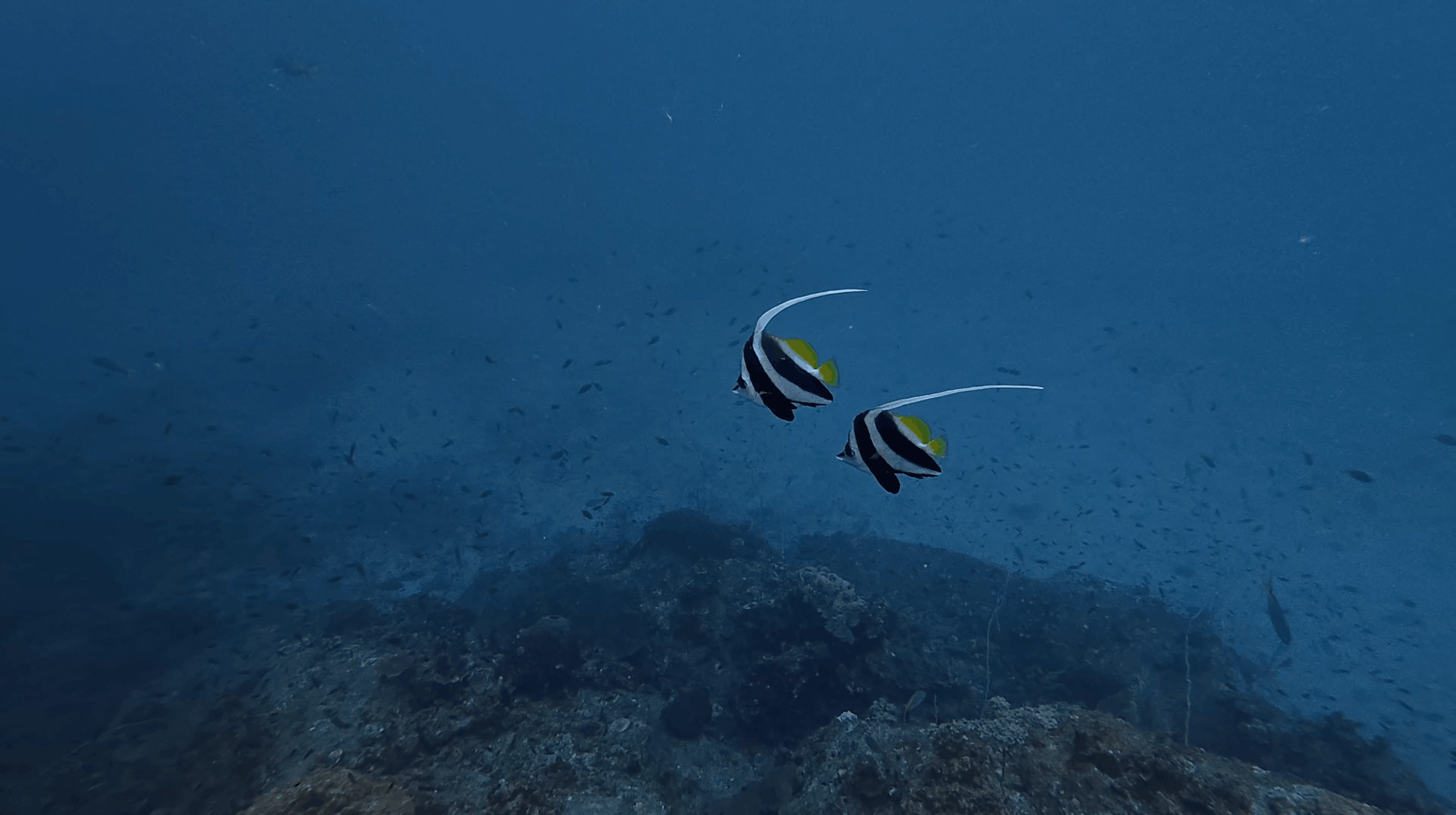 Pair of longfin bannerfish over No Name Pinnacle, Koh Tao