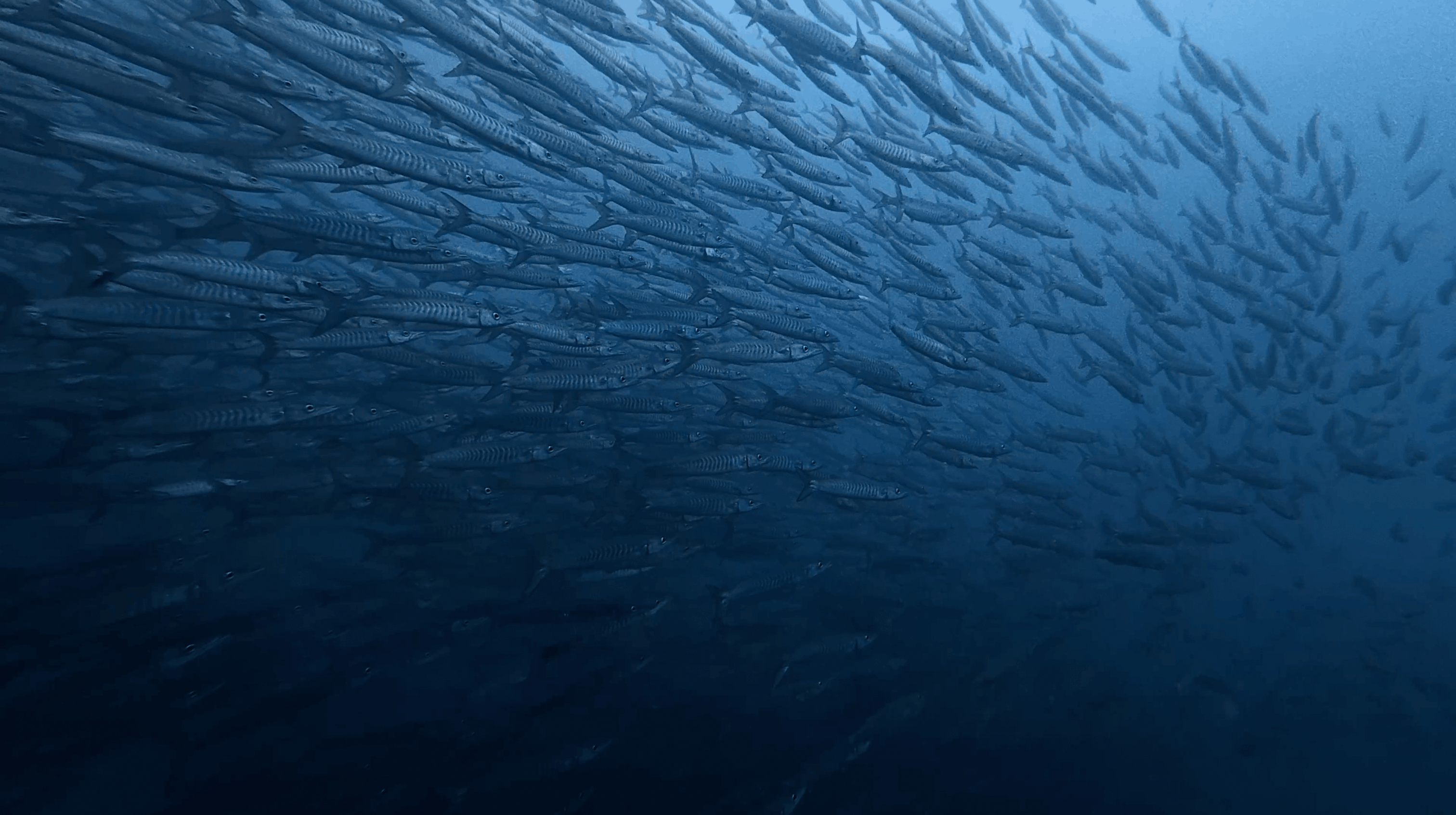 Barracuda school seen from below at No Name Pinnacle, Koh Tao