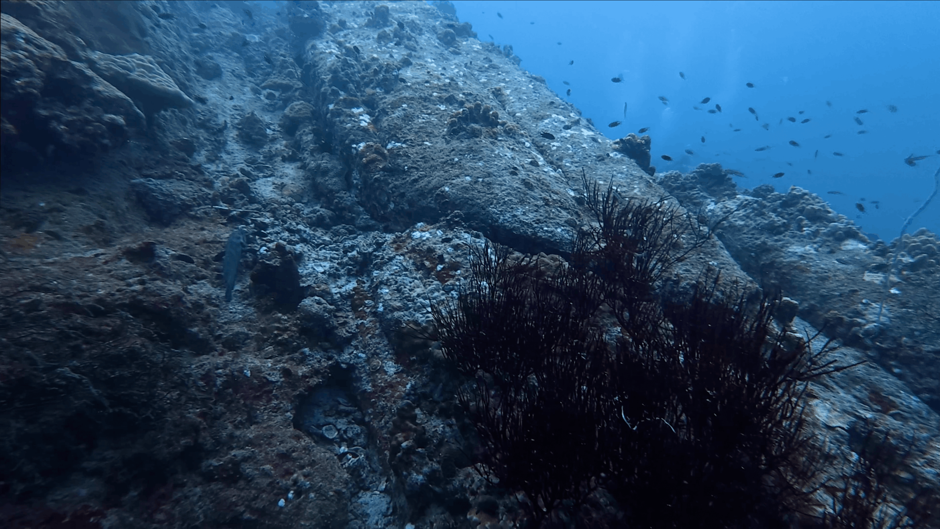 Black coral bush on the ridge of No Name Pinnacle, Koh Tao