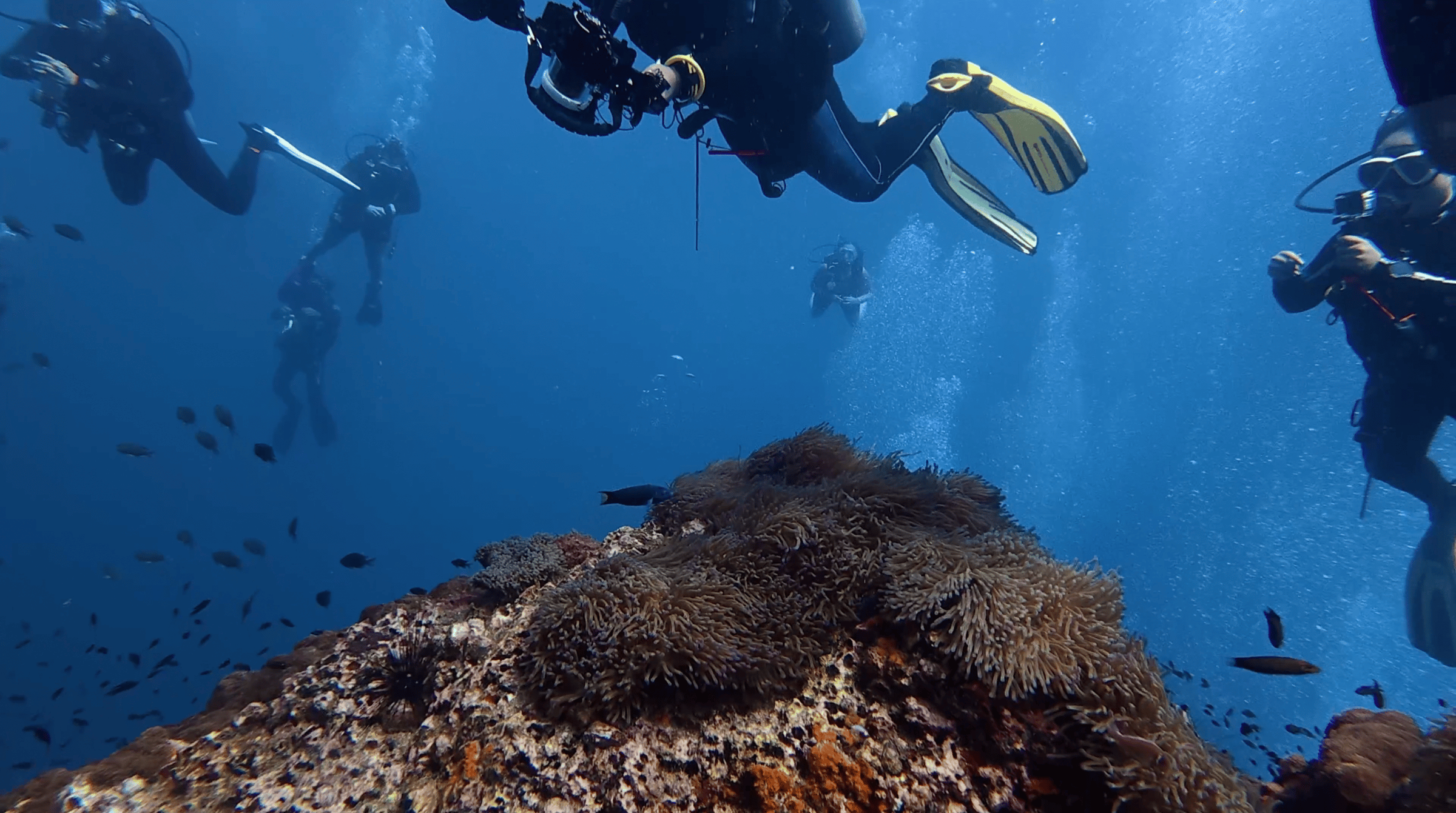 Divers crowded above the anemone covered top of Sail Rock, Thailand