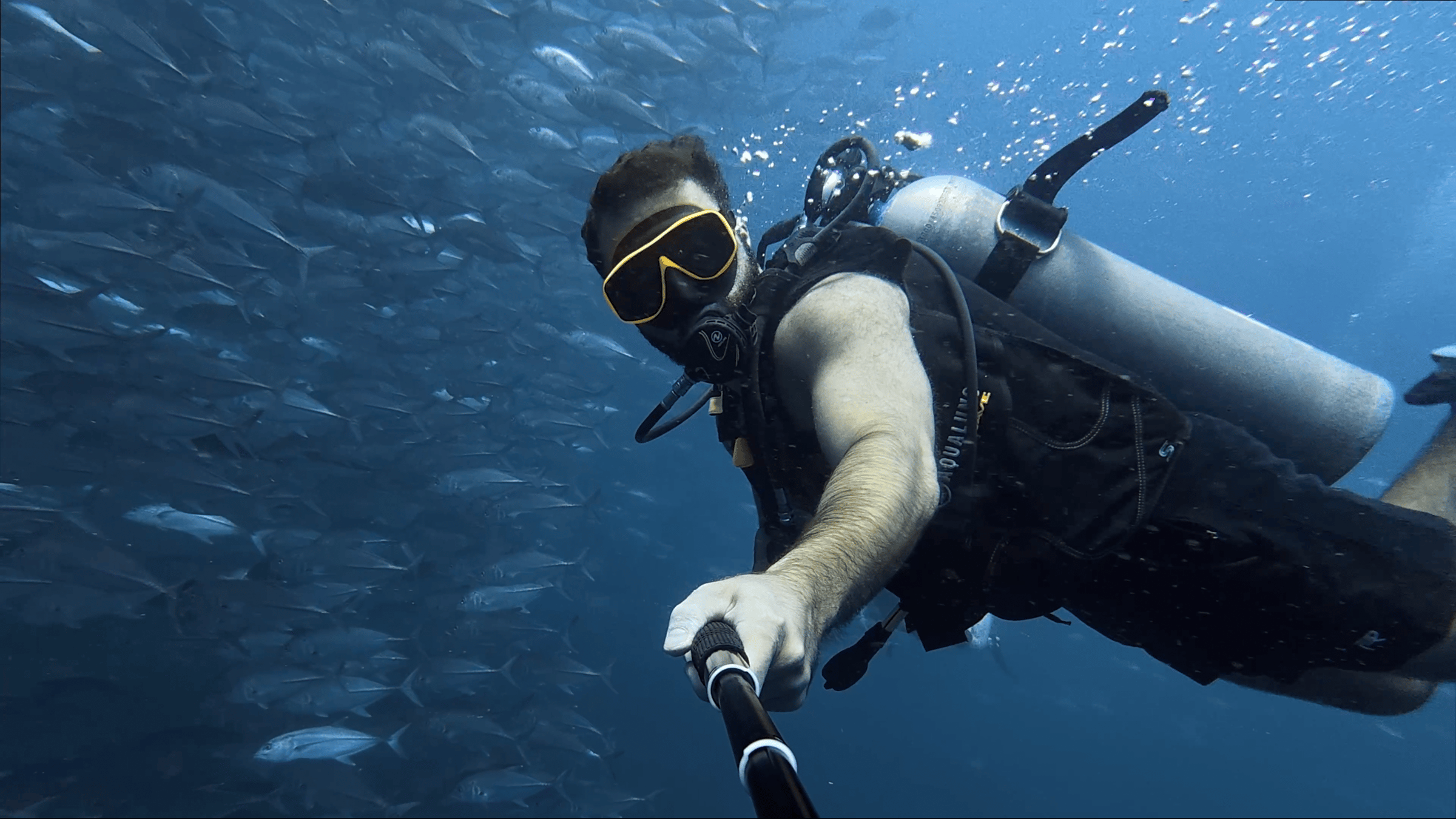 Amberjack surrounding a diver at Sail Rock, Thailand