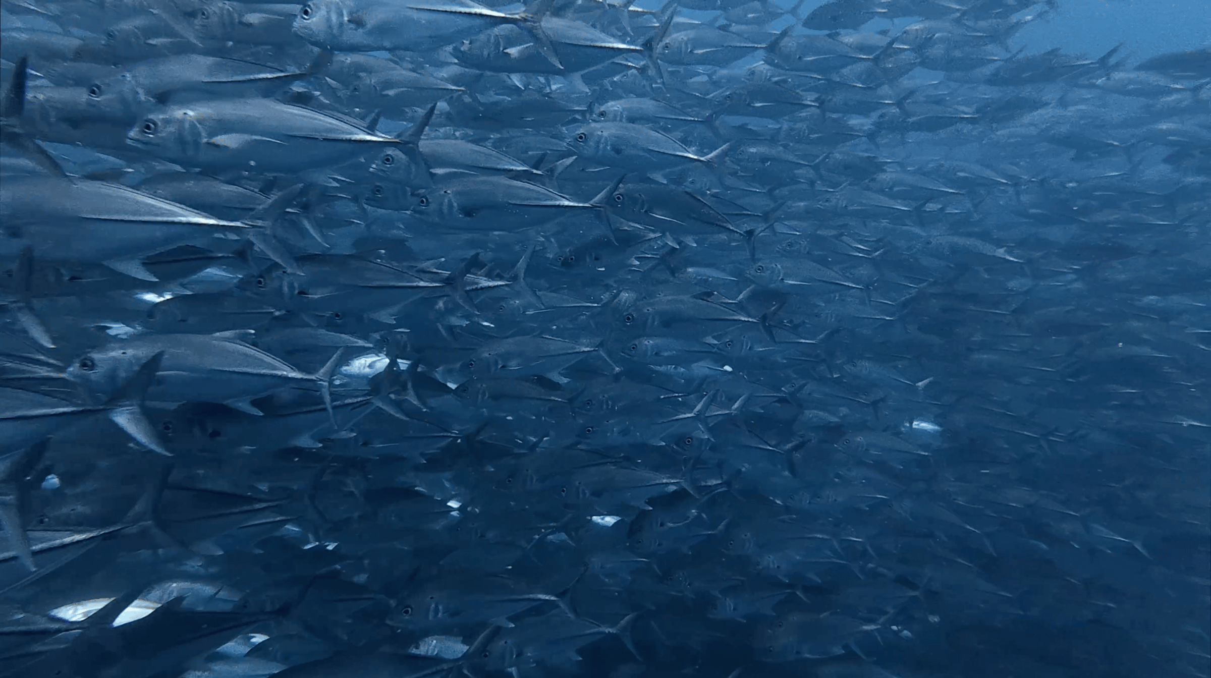 Amberjack packed shoulder to shoulder at Sail Rock, Thailand