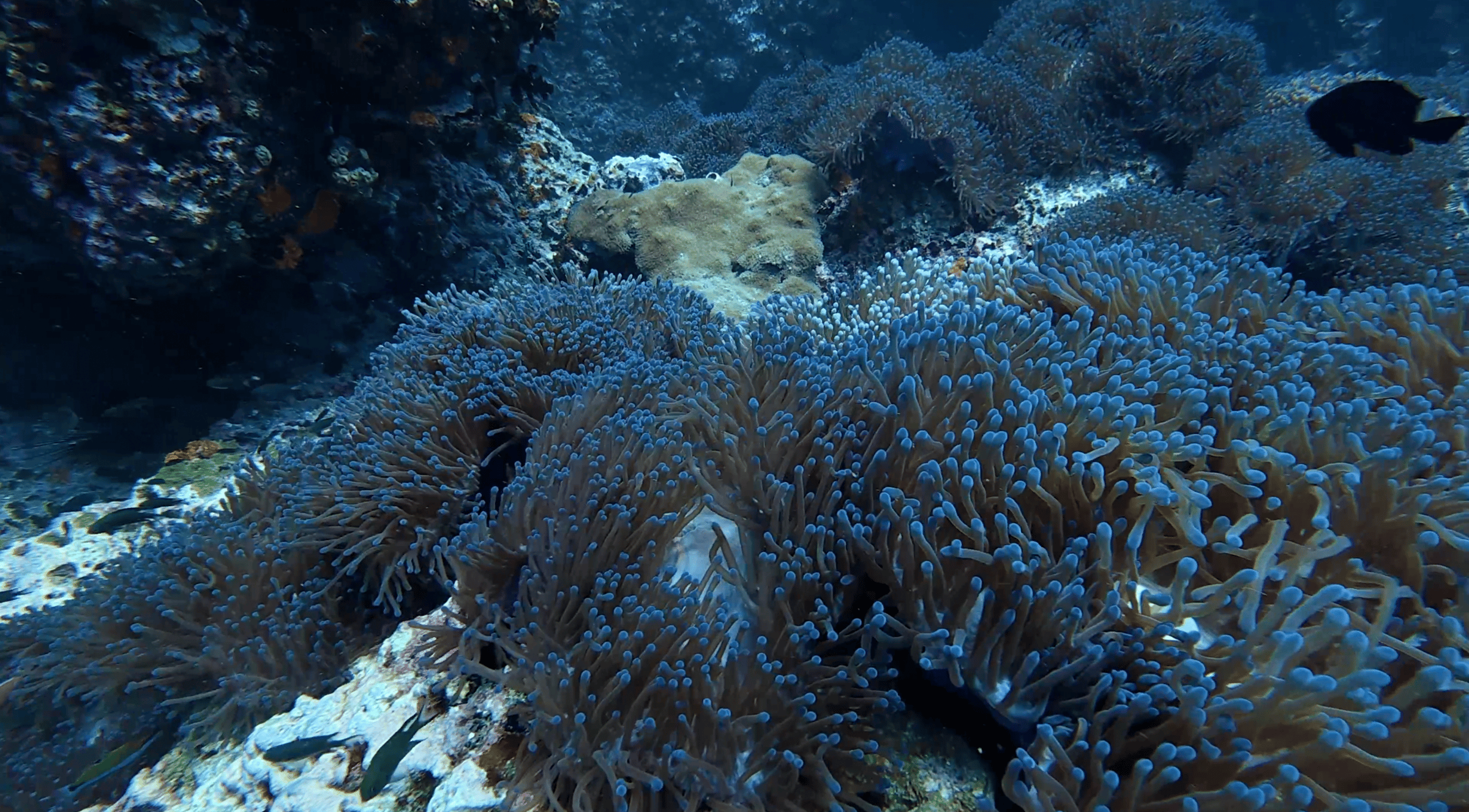 Anemones covering the rock at Sail Rock, Thailand