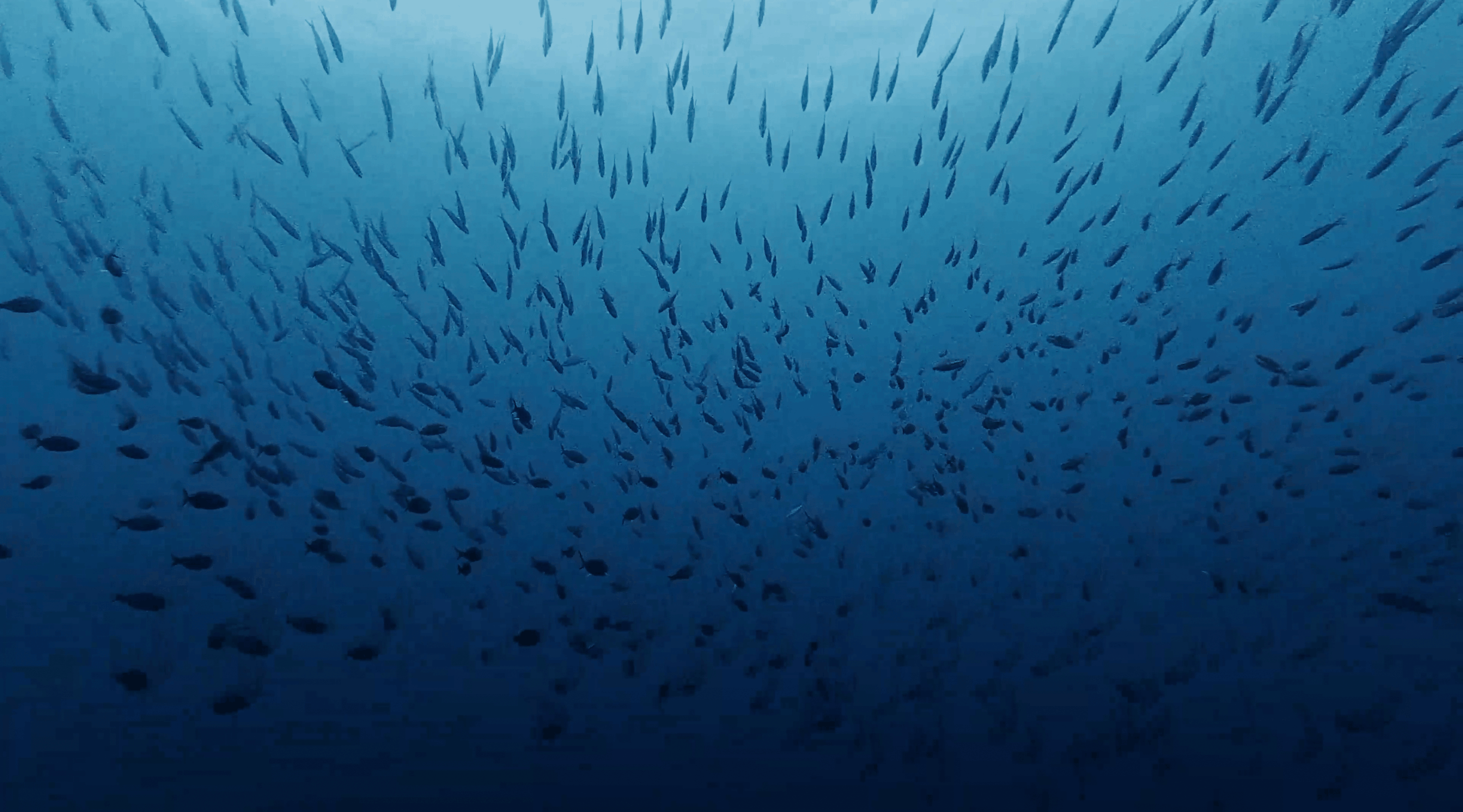 Cloud of small fish in open water over Southwest Pinnacle, Koh Tao