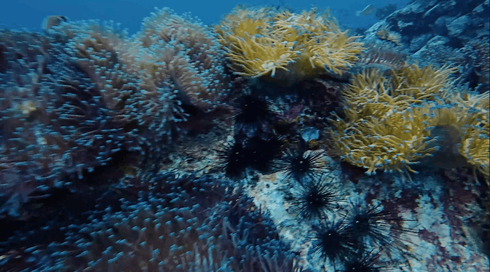 Anemones and long-spined sea urchins on Southwest Pinnacle, Koh Tao
