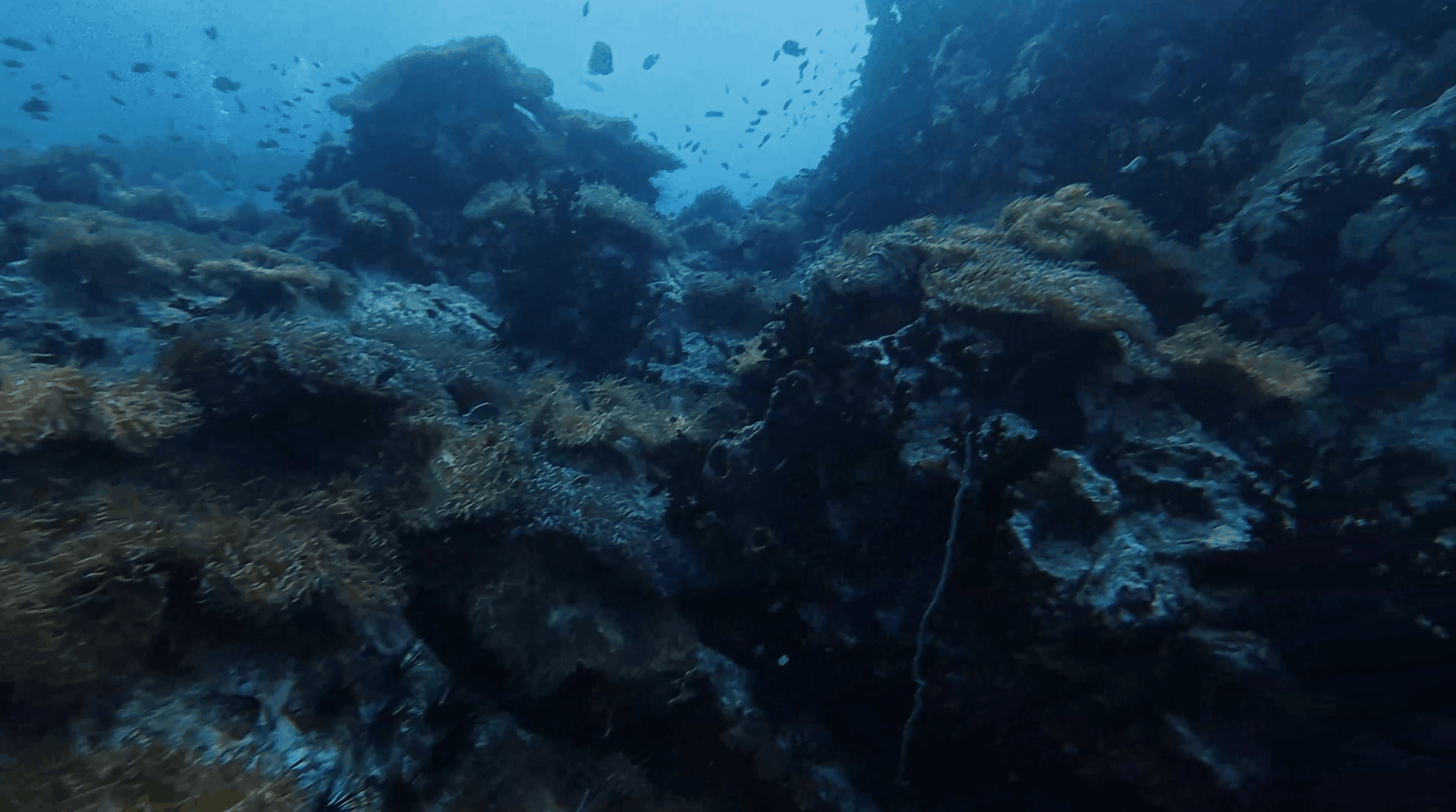Coral covered ridge running along Southwest Pinnacle, Koh Tao