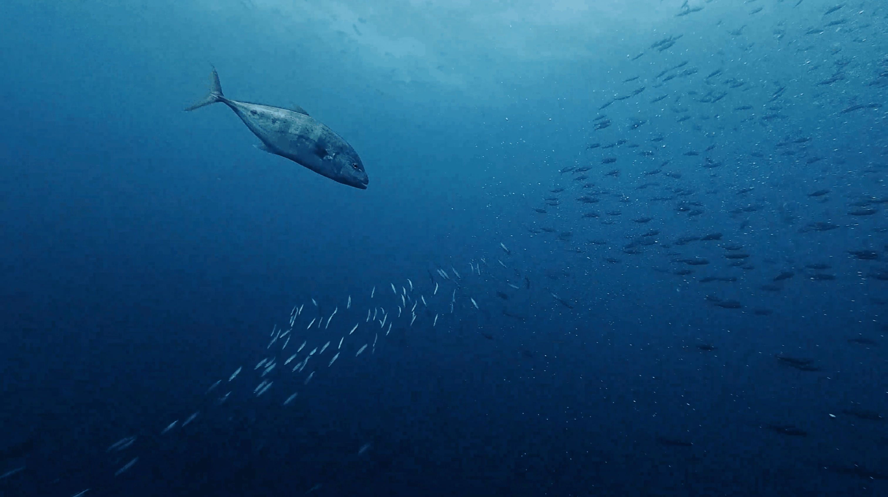 A large predator hunting above a bait ball at Southwest Pinnacle, Koh Tao