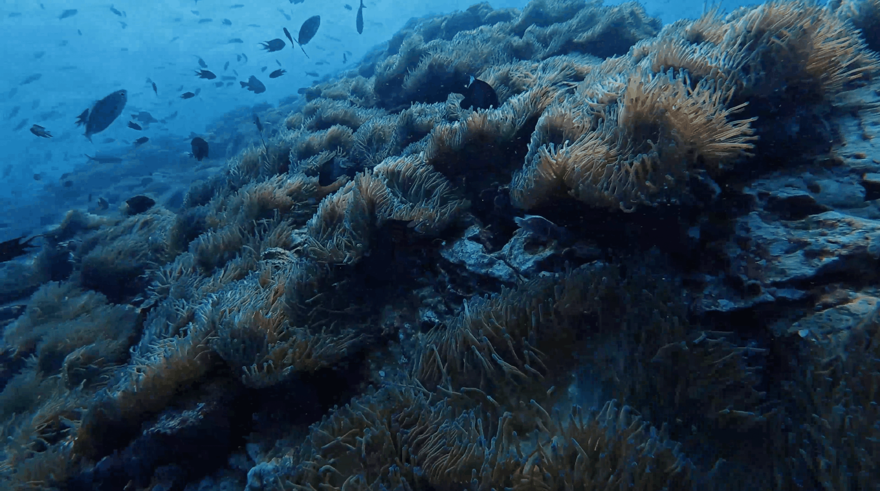 Anemones covering the top of Southwest Pinnacle, Koh Tao