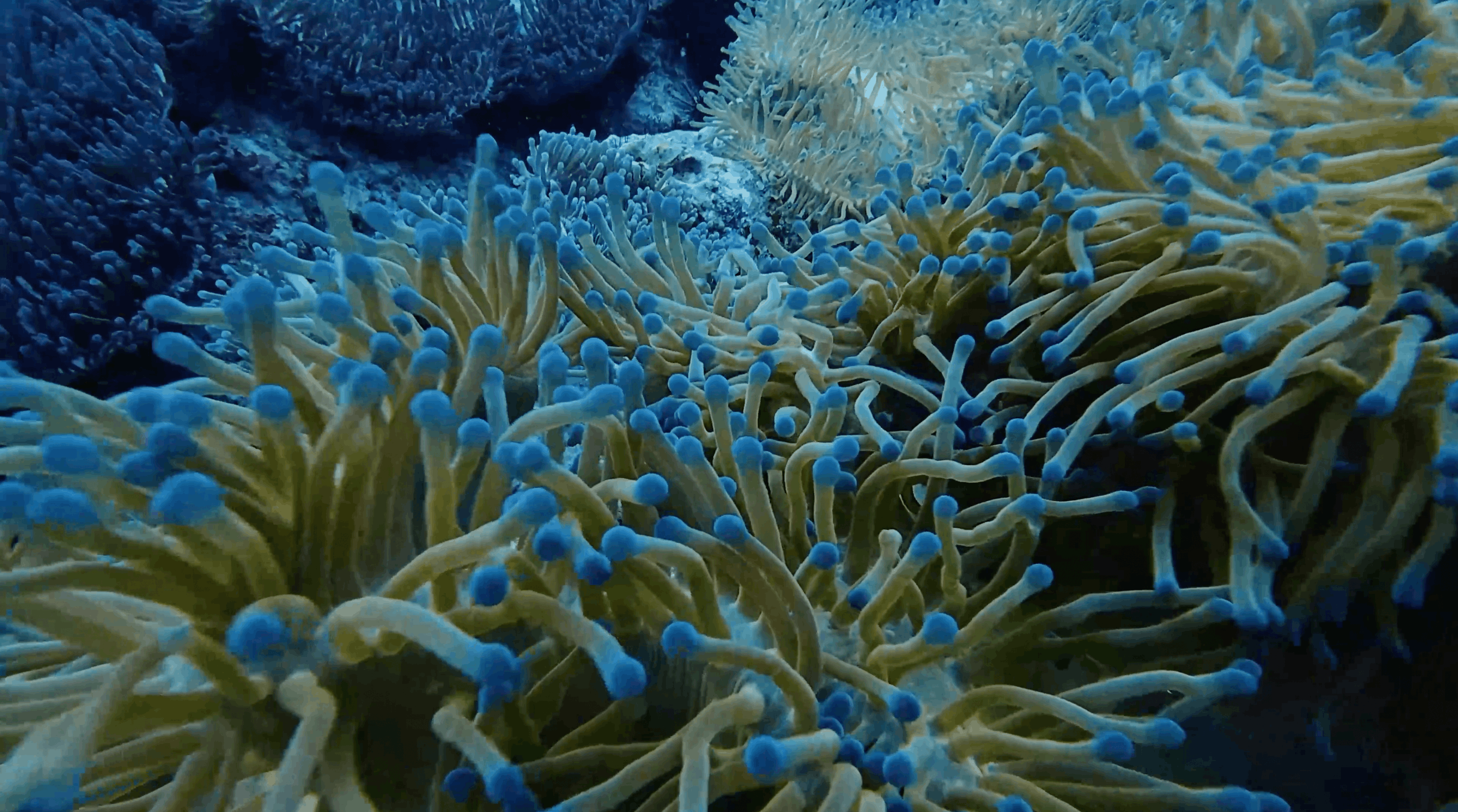 Close view of anemones with blue tipped tentacles at Southwest Pinnacle, Koh Tao