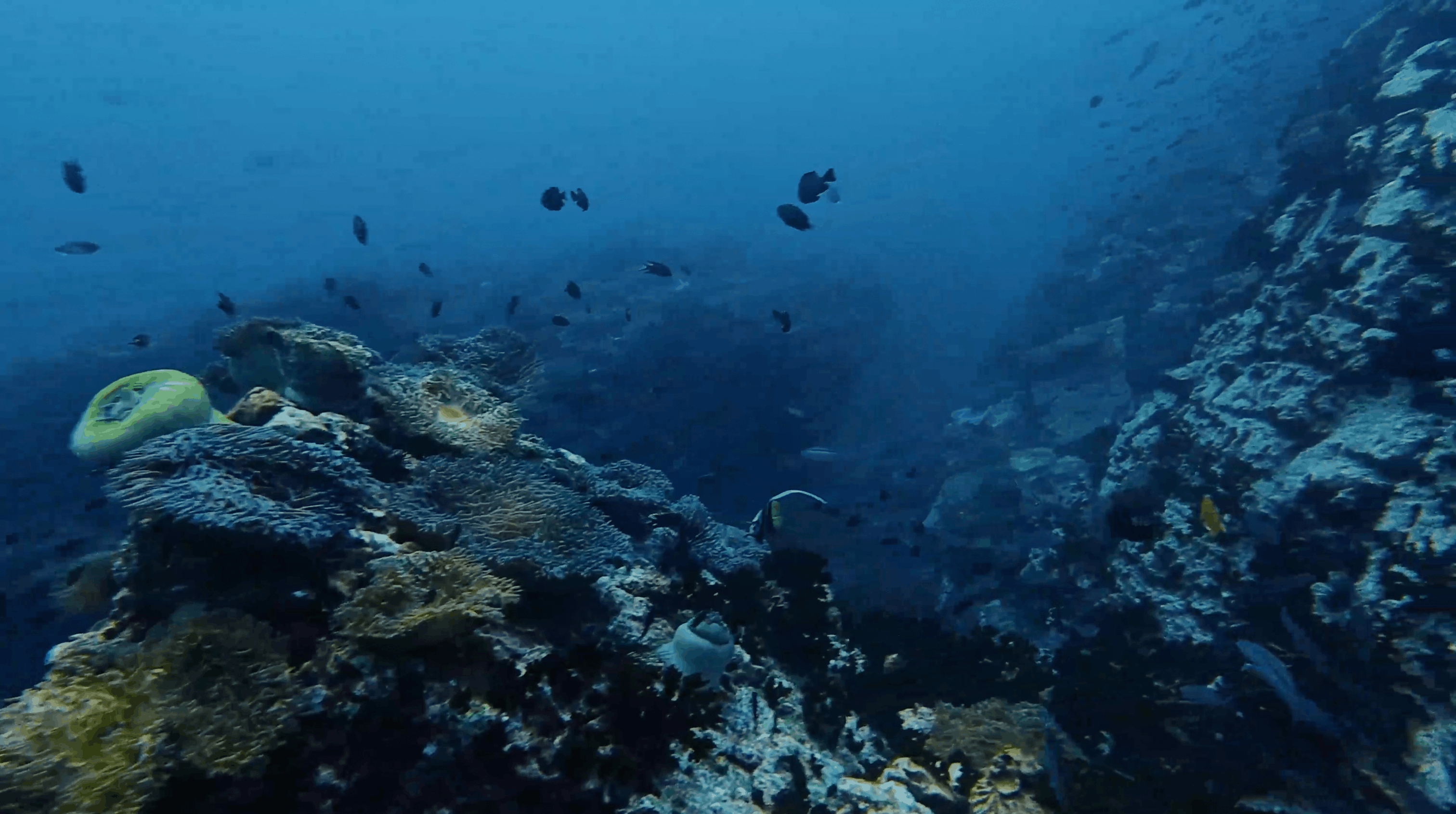 Reef growth and a green barrel sponge on Southwest Pinnacle, Koh Tao