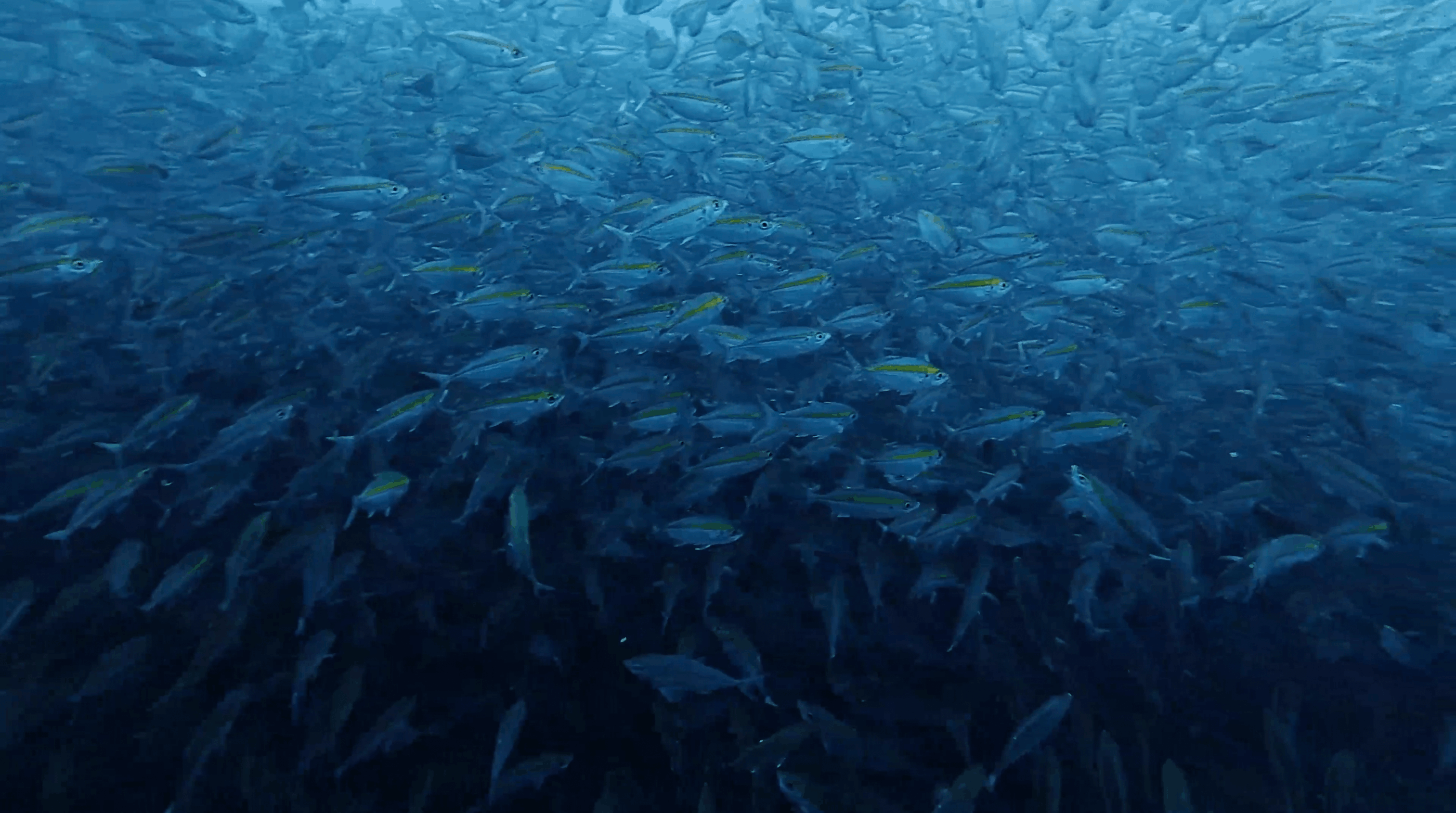 Dense school of fusiliers over Southwest Pinnacle, Koh Tao