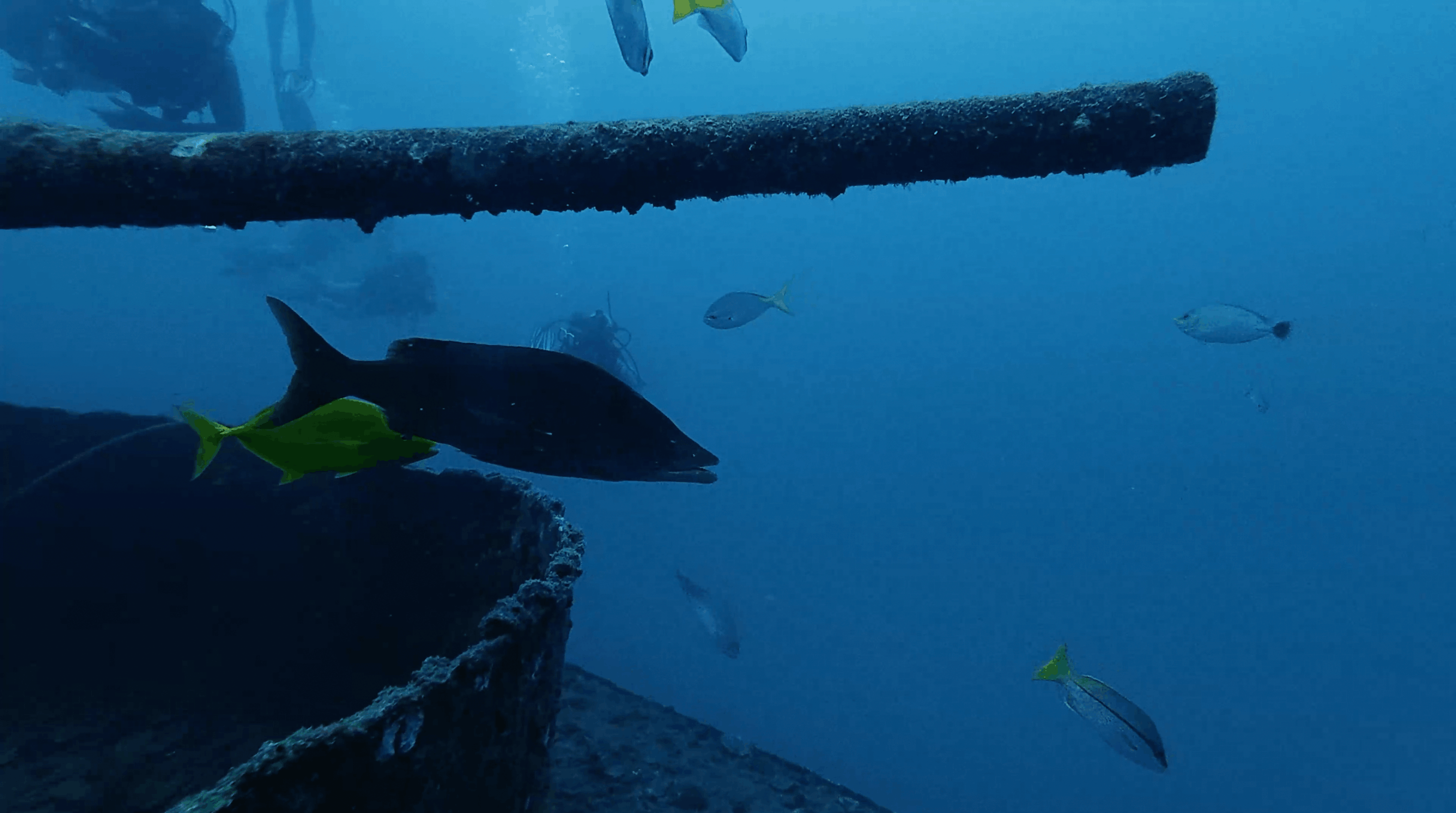A long dark fish holding beside the rail of the HTMS Sattakut, Koh Tao