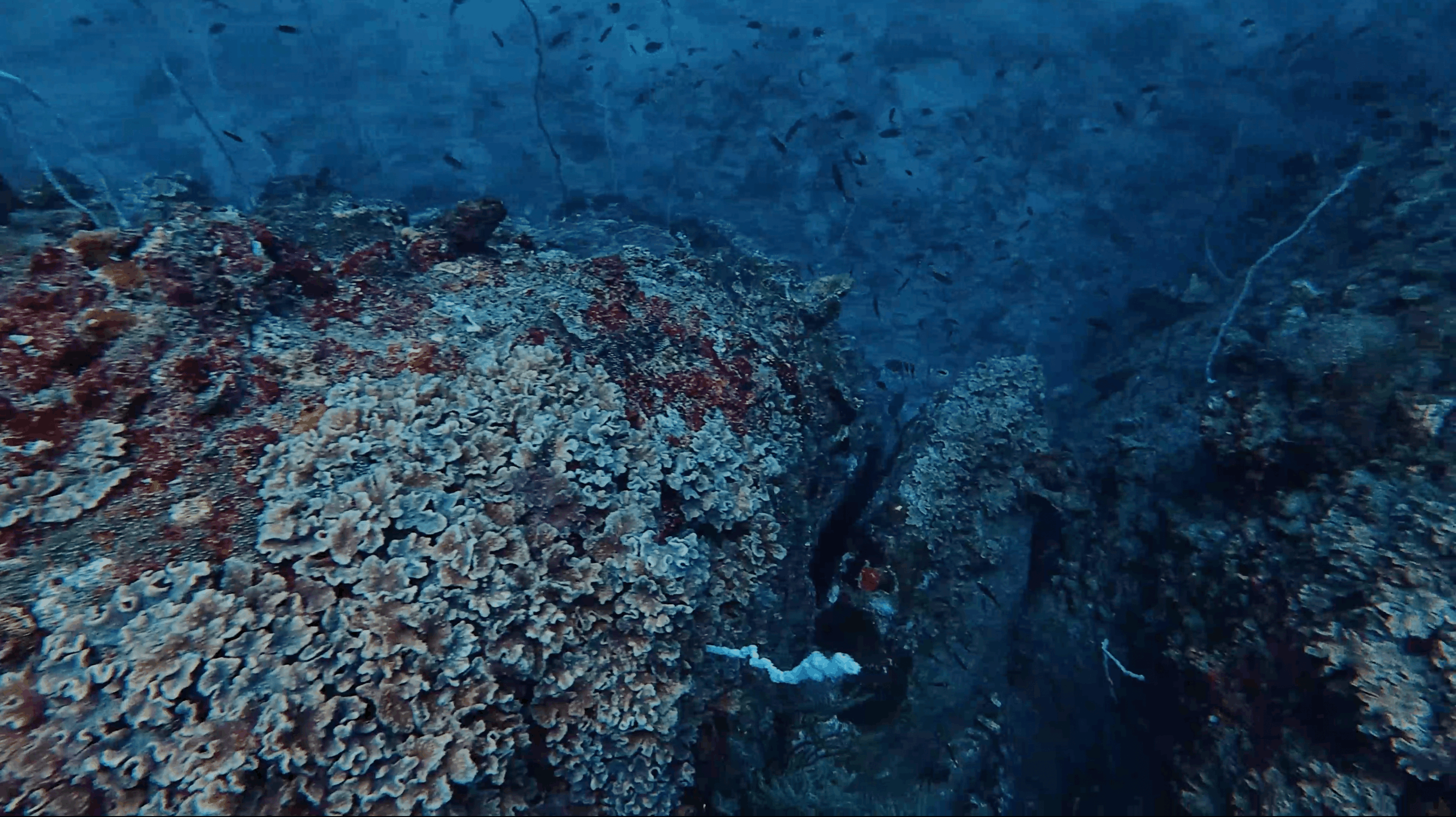Plate coral growing along the boulder tops at Boulders, Koh Tao
