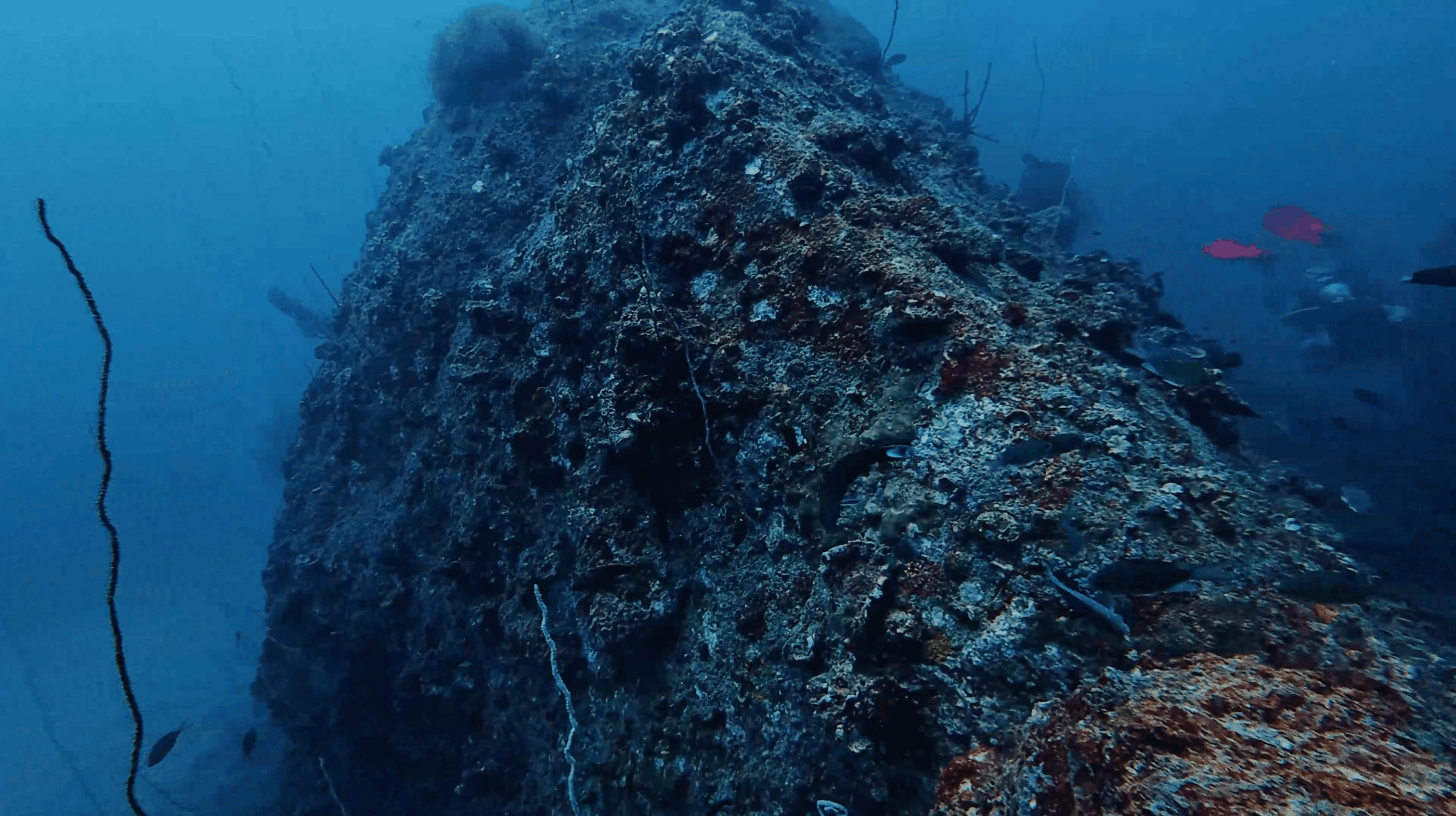 Coral and sponge growth covering a granite boulder at Boulders, Koh Tao