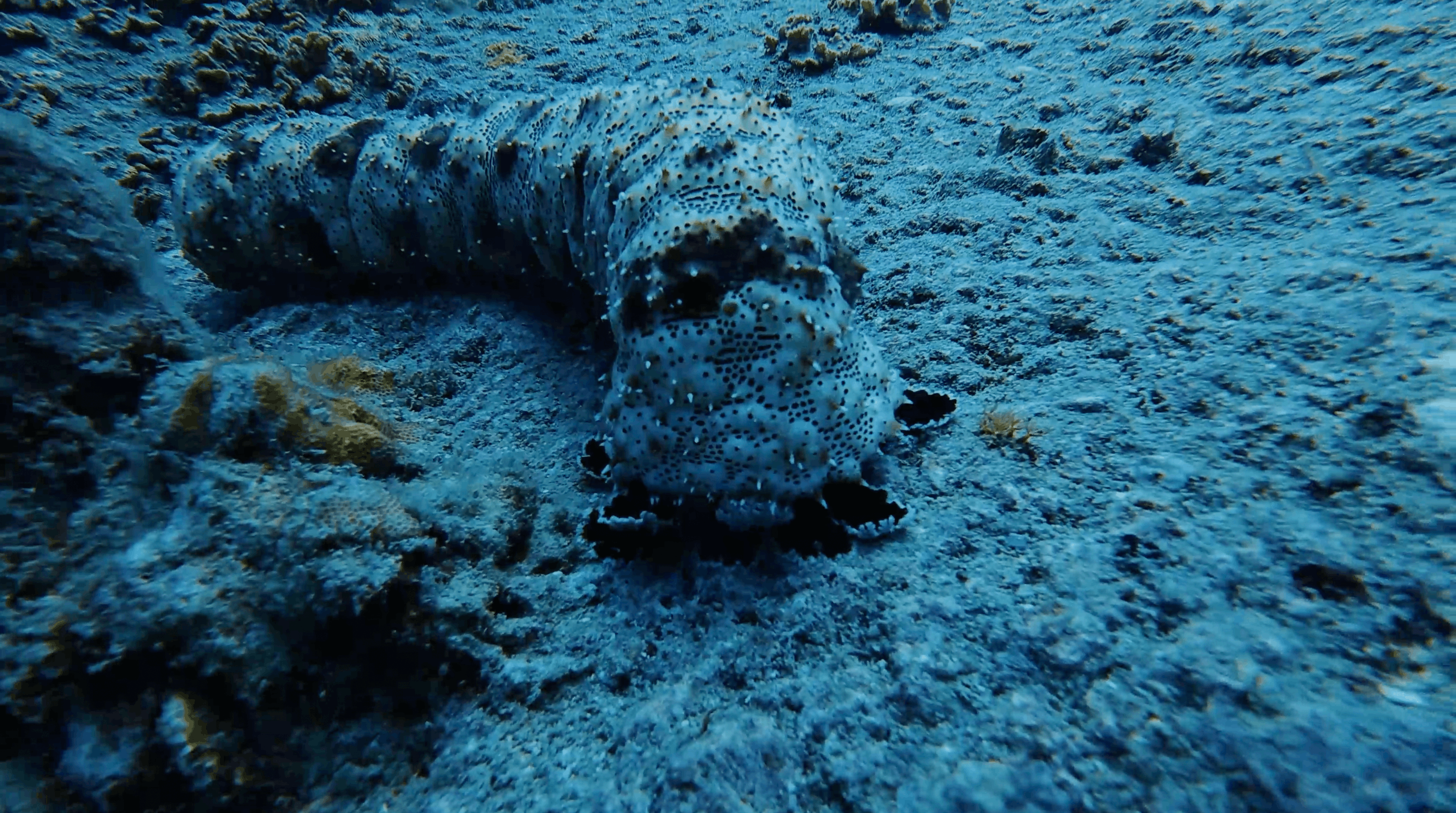 Large sea cucumber on the sand between the boulders at Boulders, Koh Tao