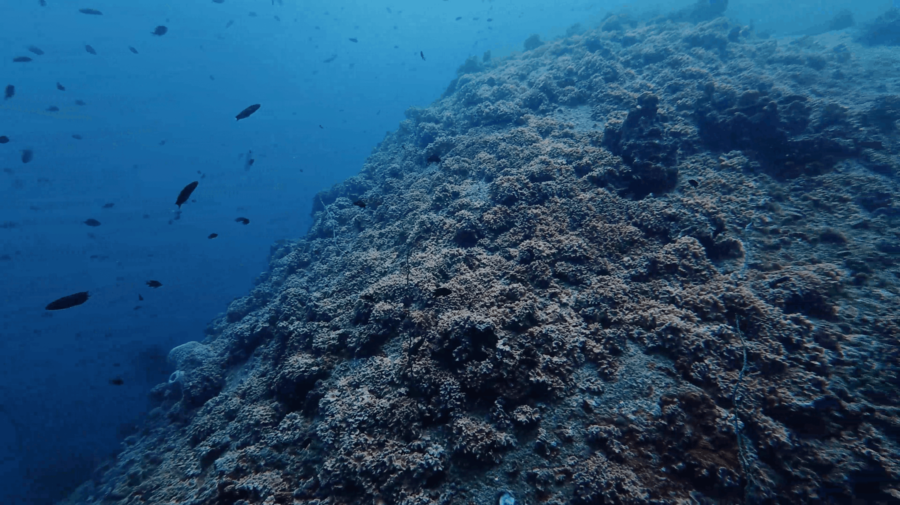 Soft coral covering the boulder slope with fish above, Koh Tao