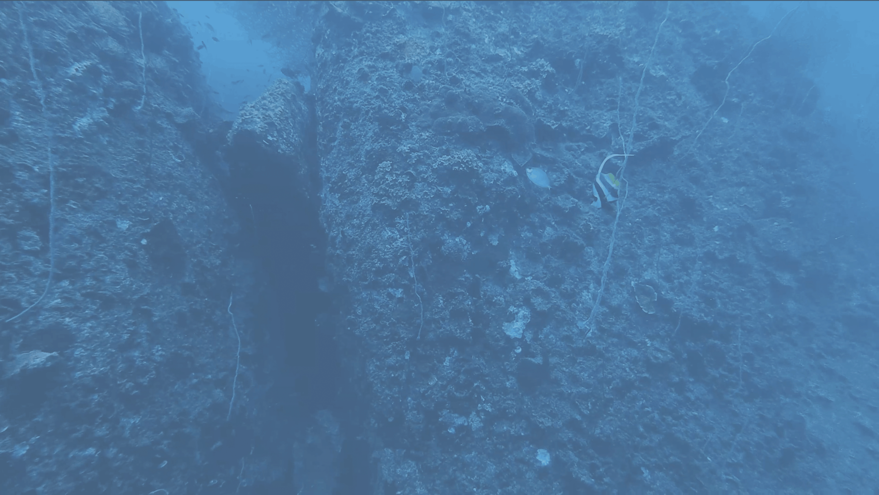 Encrusted walls of a crevice between the boulders, Koh Tao
