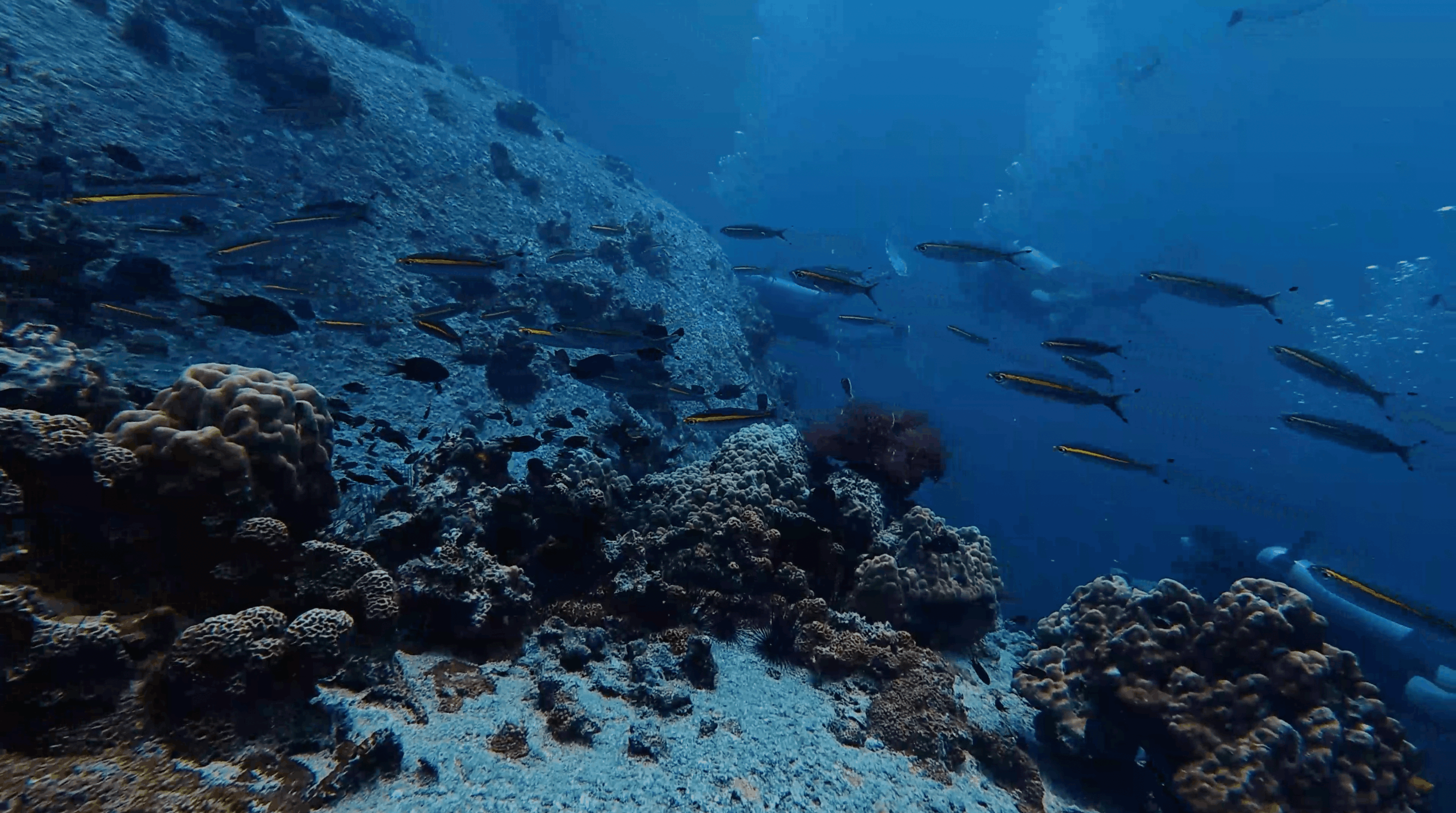 Fusiliers and reef fish over the boulders at Boulders, Koh Tao